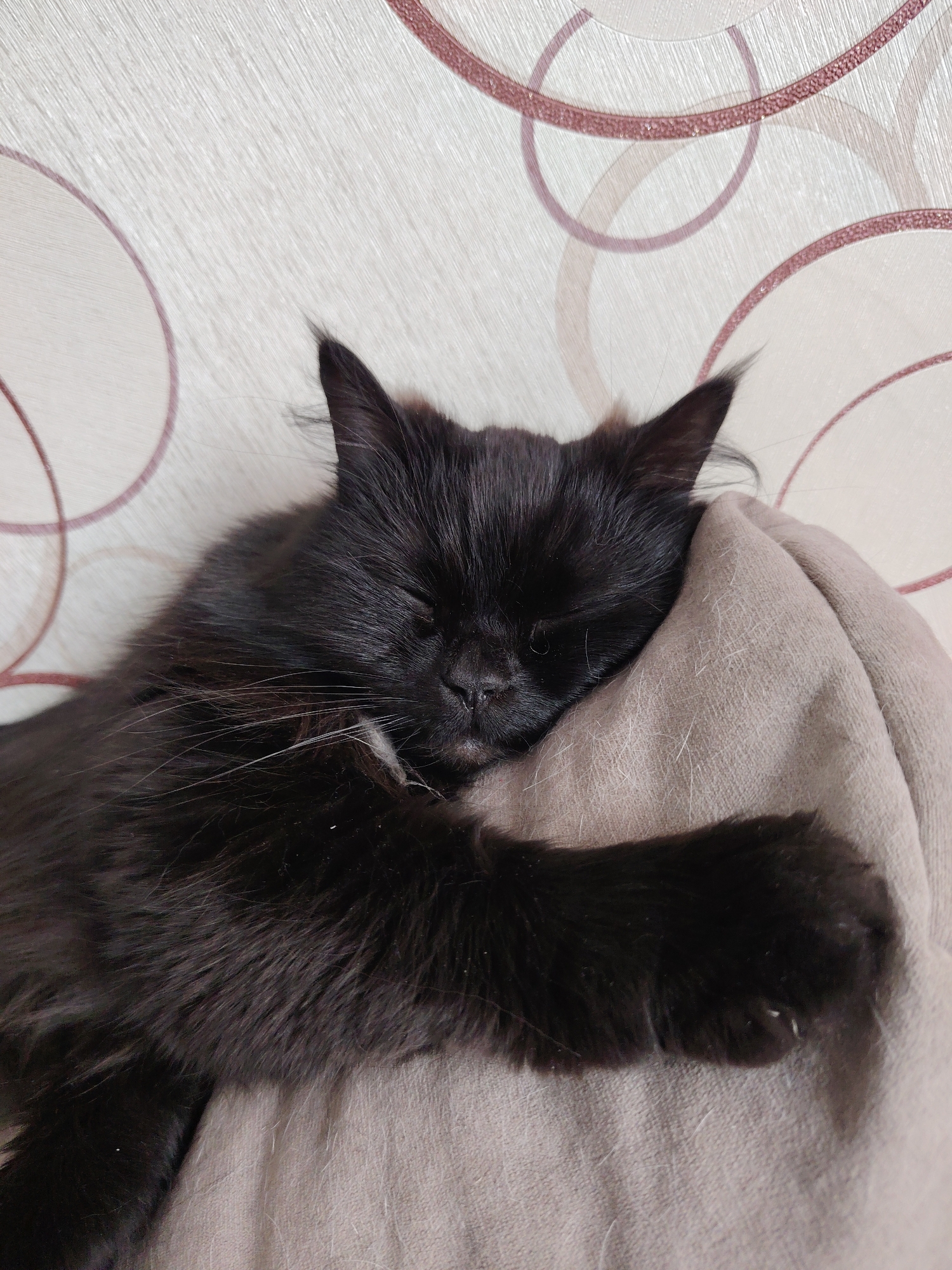 This image depicts a black, long-haired domestic feline observed in a state of rest or sleep, positioned indoors within the city of Unknown, Unknown. The animal's eyes are closed, and its head is resting on a light beige or pale brown textile object, possibly a blanket or cushion, which exhibits a visible fabric texture. The feline's right foreleg is extended over this object. White whiskers are visible extending from the snout area, and a small patch of lighter-colored fur is present on its chest or chin. The background consists of a wall covered with light-colored wallpaper featuring a repeating pattern of reddish-brown, abstract circular or ring-like designs. No human subjects are present.