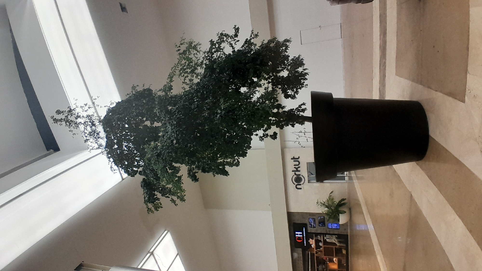 A large potted tree stands in the foreground of an indoor environment, possibly a shopping mall. The tree has dark green foliage and is contained within a substantial black planter. In the background, a sign for "norkut" is visible. To the left, another sign displays "CH" and "CARRIONA HERRERA" above a display of merchandise on shelves. The environment features a brightly lit ceiling with what appear to be skylights or illuminated panels. The floor is made of polished stone with a patterned inlay. A smaller green plant in a white pot is also present in the background. The scene appears to be a static, indoor retail or public space.