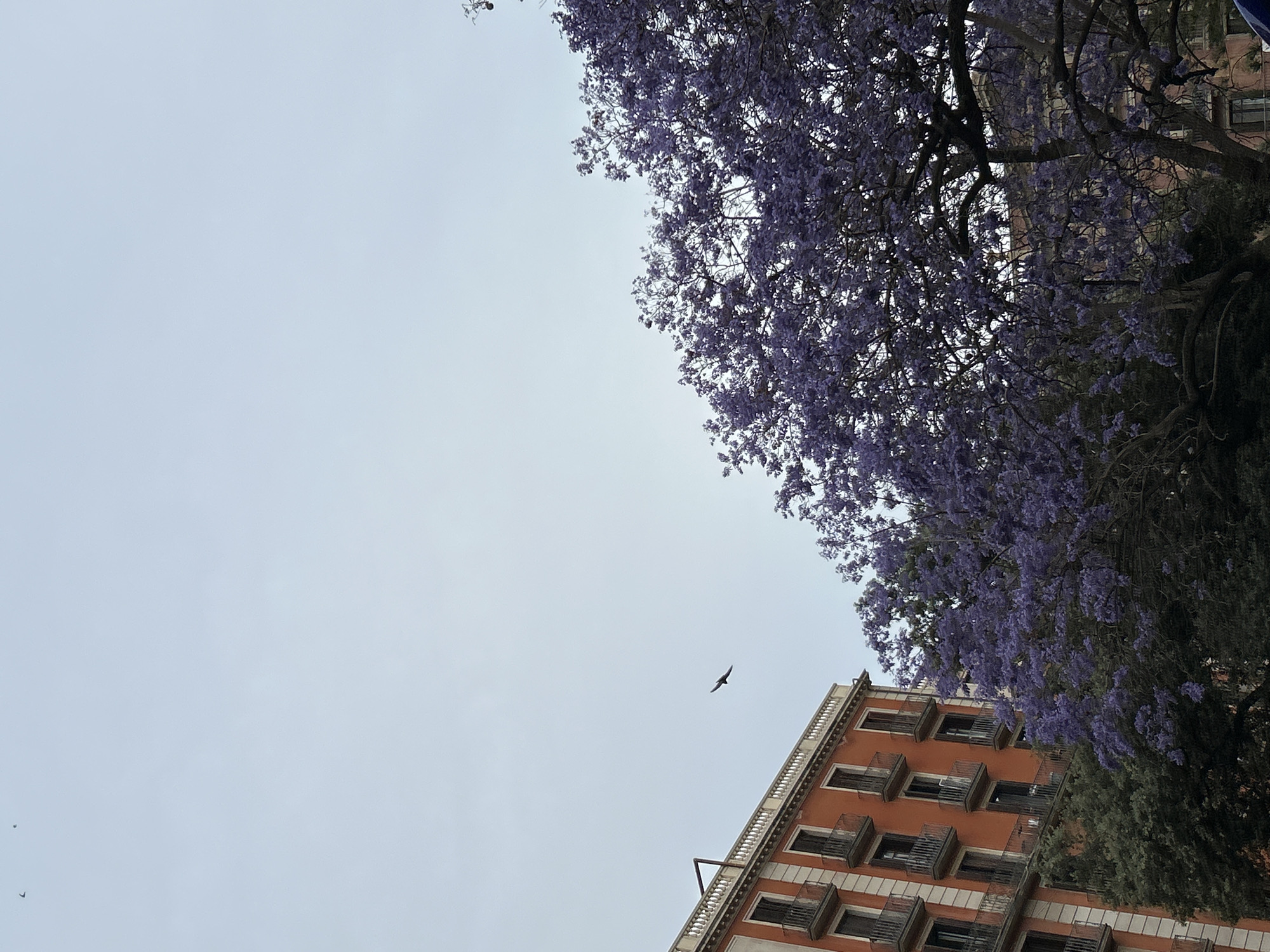 The image shows an upward view of an orange building with multiple windows and balconies under a tree with purple flowers, set against a grey sky. A bird is flying in the open sky between the building and the tree. The building's architectural style, combined with the presence of the purple-flowered tree, indicates the location is likely Barcelona, Spain.