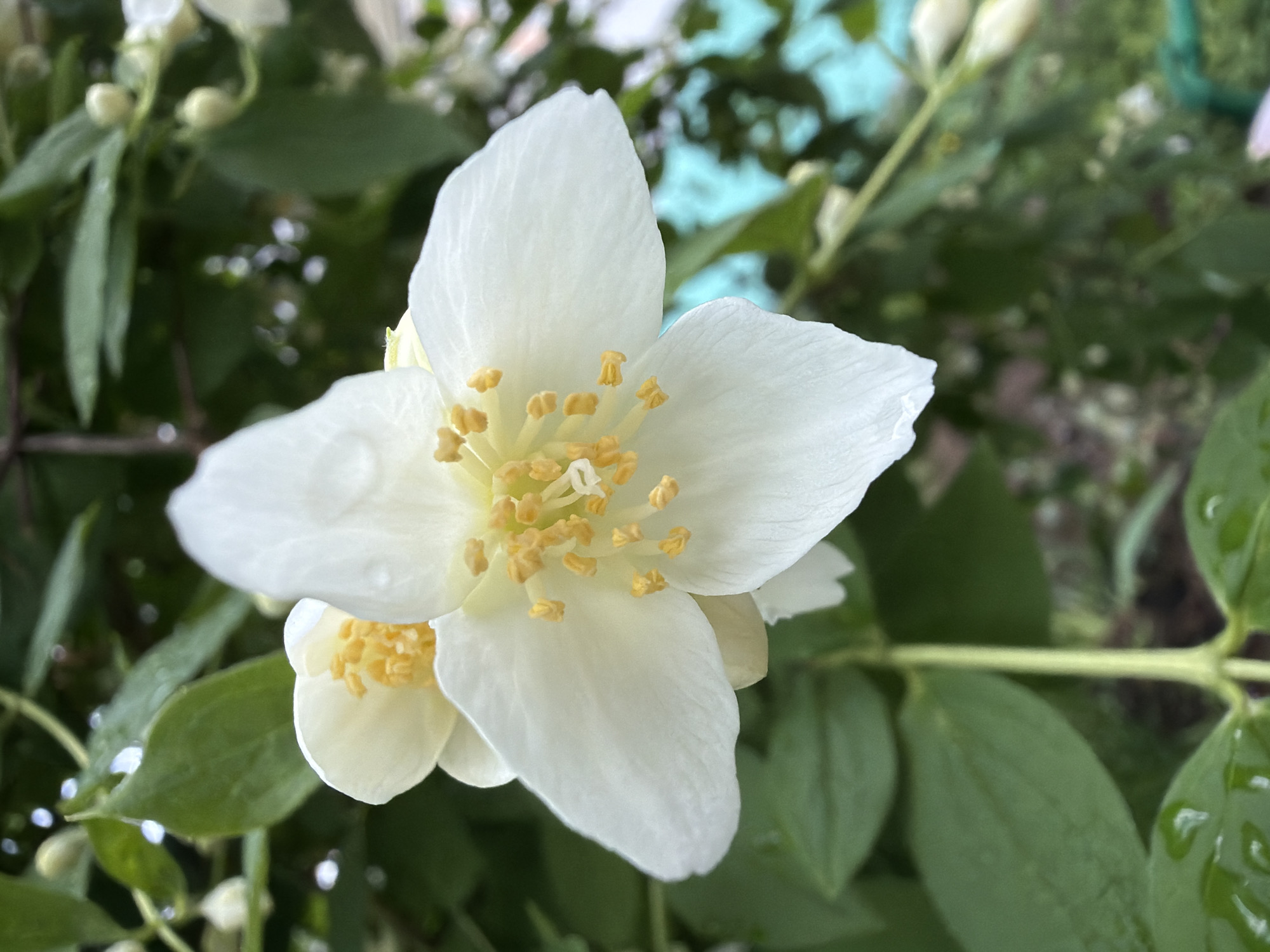 A close-up photograph captures a single white flower, likely a jasmine or mock orange, as the primary subject, centered in the frame. The flower features five prominent, ovate white petals with a slight texture, some displaying tiny water droplets. Its center is filled with numerous bright yellow stamens, topped with small, golden-yellow anthers. Below the main bloom, another partially visible white flower or bud with similar yellow stamens can be seen.
The background is a soft blur of green foliage, indicating a natural outdoor setting. Several green leaves are visible, some with small, glistening water droplets, suggesting recent rain or morning dew. Out-of-focus white flower buds are scattered among the leaves in the upper left and right portions of the image. The overall impression is one of natural beauty and freshness. The lighting indicates it is daytime. There is no visible text. The image was taken in Chaikovsky, Russia.