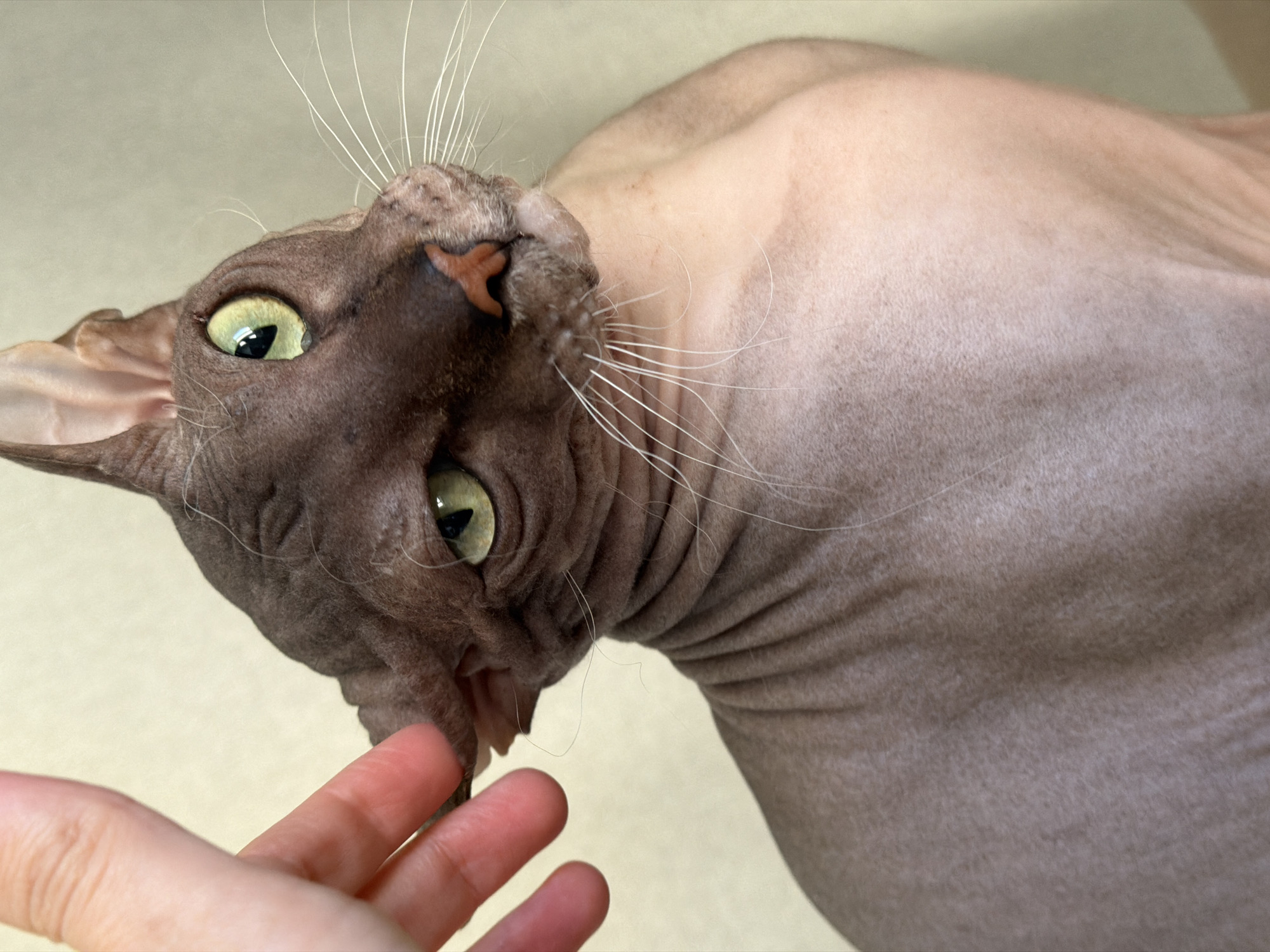 A Sphynx cat, characterized by its hairless, wrinkled skin, is depicted in a close-up portrait. The cat's head and face are a dark brown, transitioning to a lighter, paler skin tone across its visible shoulder and upper body. It has large, vivid lime-green eyes with narrow black vertical pupils; one eye looks directly towards the viewer, while the other is angled upwards and to the right, suggesting a curious or alert expression. Its nose is a small, pinkish-orange, and numerous long, white whiskers extend from its muzzle. Fine, sparse, light-colored hairs are discernible on its skin, particularly around the ears and neck.
A light-skinned human hand is positioned in the upper left of the frame, with an index finger and thumb gently touching or holding the cat's left ear (viewer's right). The background is a uniformly light beige or pale yellow wall, out of focus, indicating an indoor setting. The image provides no visual indicators to determine its geographical location within Izhevsk, Russia, or any other specific city or country.