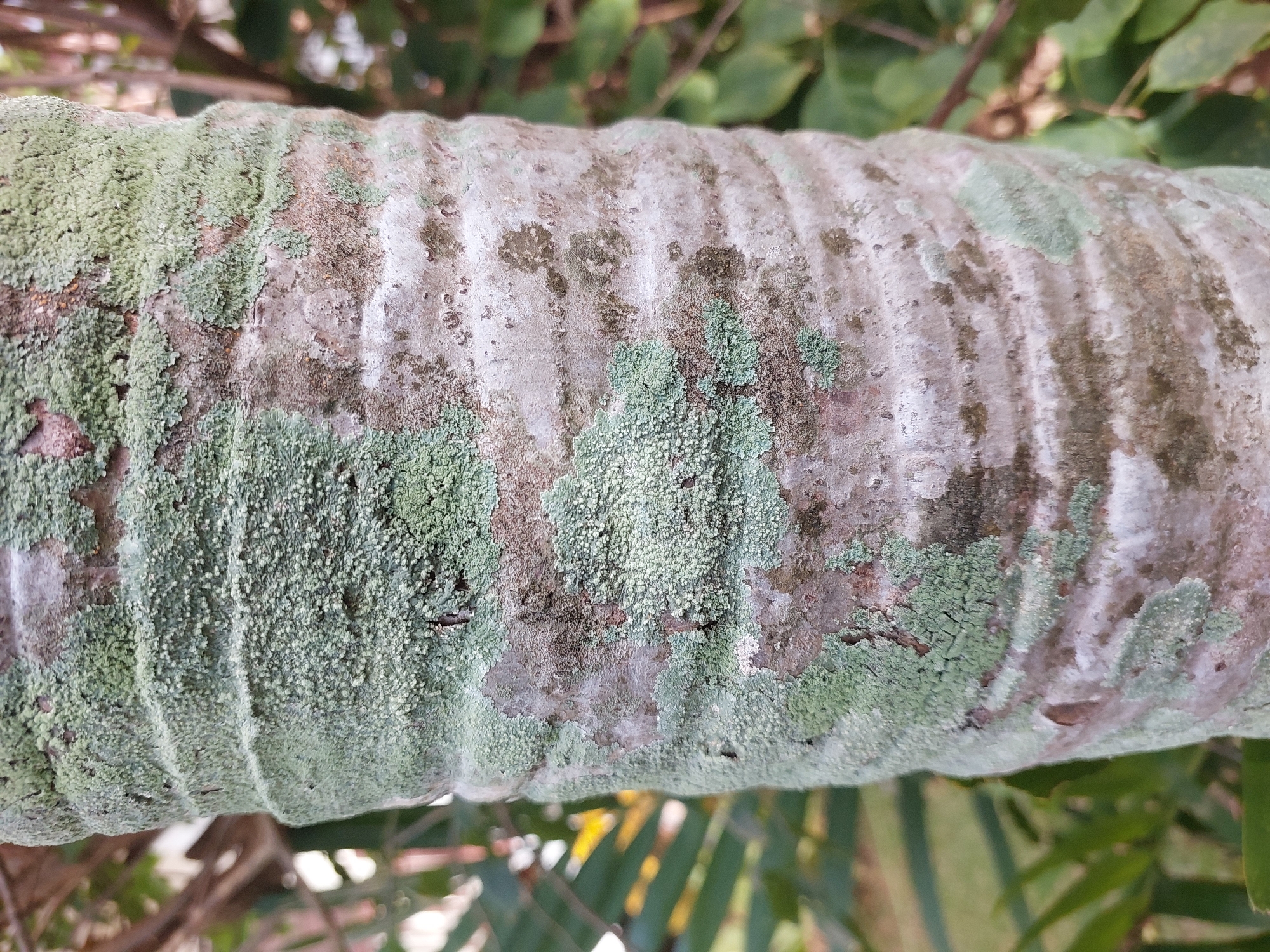 A close-up, vertical, eye-level shot shows the rough, textured bark of a tree trunk in Baan Mae Nam, Thailand. The trunk is covered in patches of light green lichen, with some areas of gray and brown bark visible. The bark has a segmented appearance due to horizontal ridges. In the blurred background, green foliage and branches can be seen, suggesting an outdoor environment. No people or animals are present.