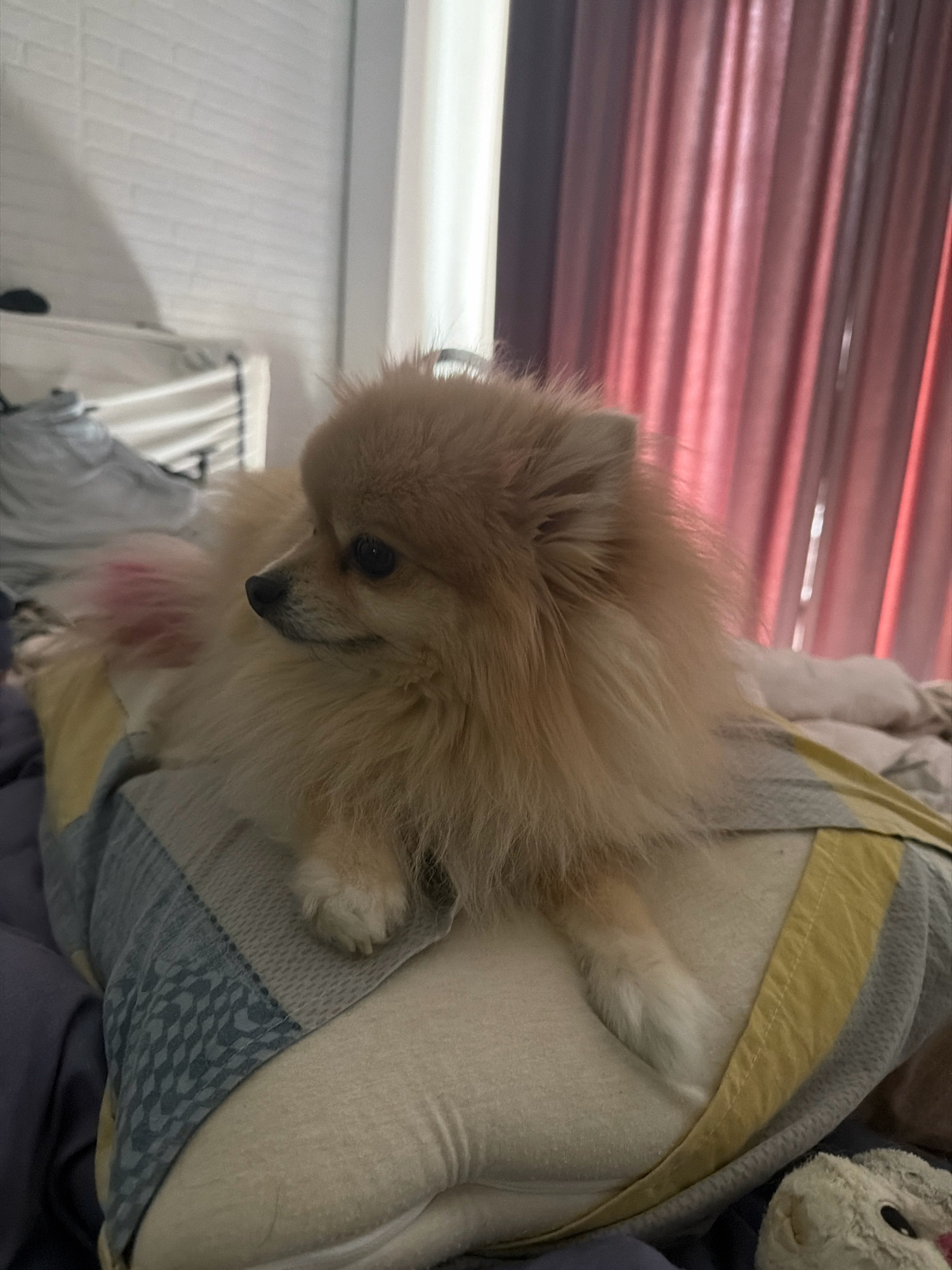 The image shows a Pomeranian dog lying on a bed. The dog is light brown and fluffy, with its head turned to the side, looking away from the camera. It is resting on a pillow with a patterned cover. In the background, there are pink curtains and a white brick wall. The scene appears to be indoors, possibly a bedroom. There is no information to suggest the location is in Tbilisi, Georgia.