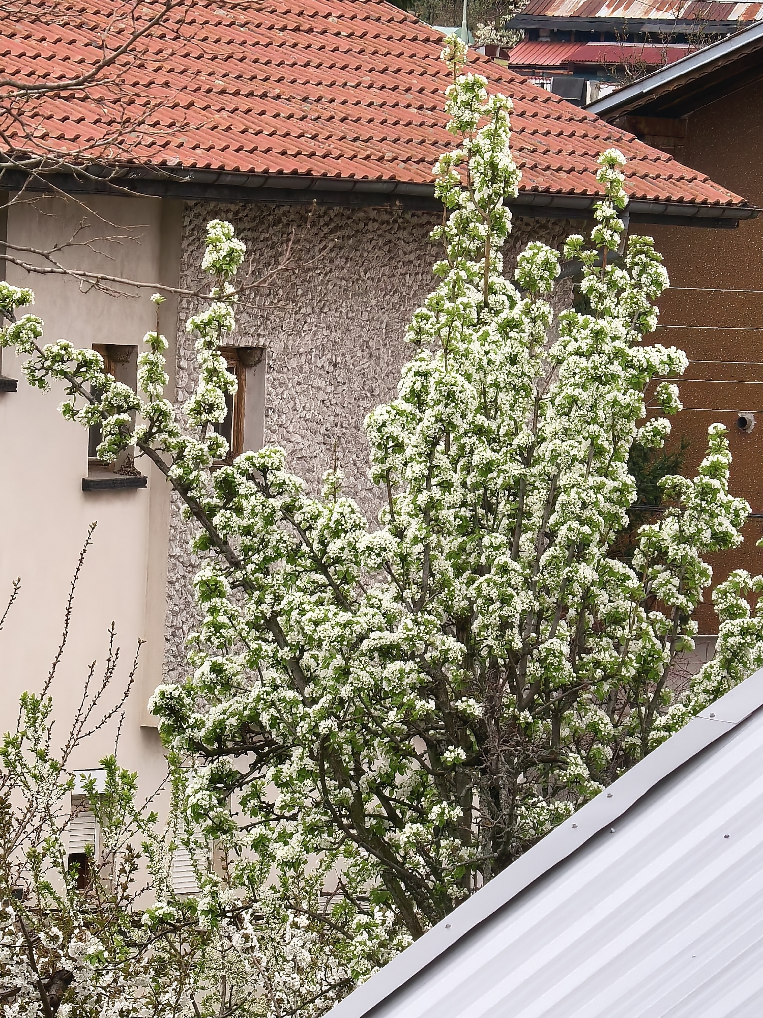 The image depicts a cityscape in an unidentified location. A tree, heavily laden with white blossoms, dominates the foreground, obscuring parts of the buildings behind it. The buildings exhibit diverse architectural styles and construction materials. A section of a building with a red tile roof is visible, as is another building with a façade made of textured stone. Adjacent to this is a building with a smooth, tan-colored exterior featuring two small windows. In the lower foreground, a corrugated metal roof suggests the vantage point of the photographer. The setting suggests a residential area during springtime.