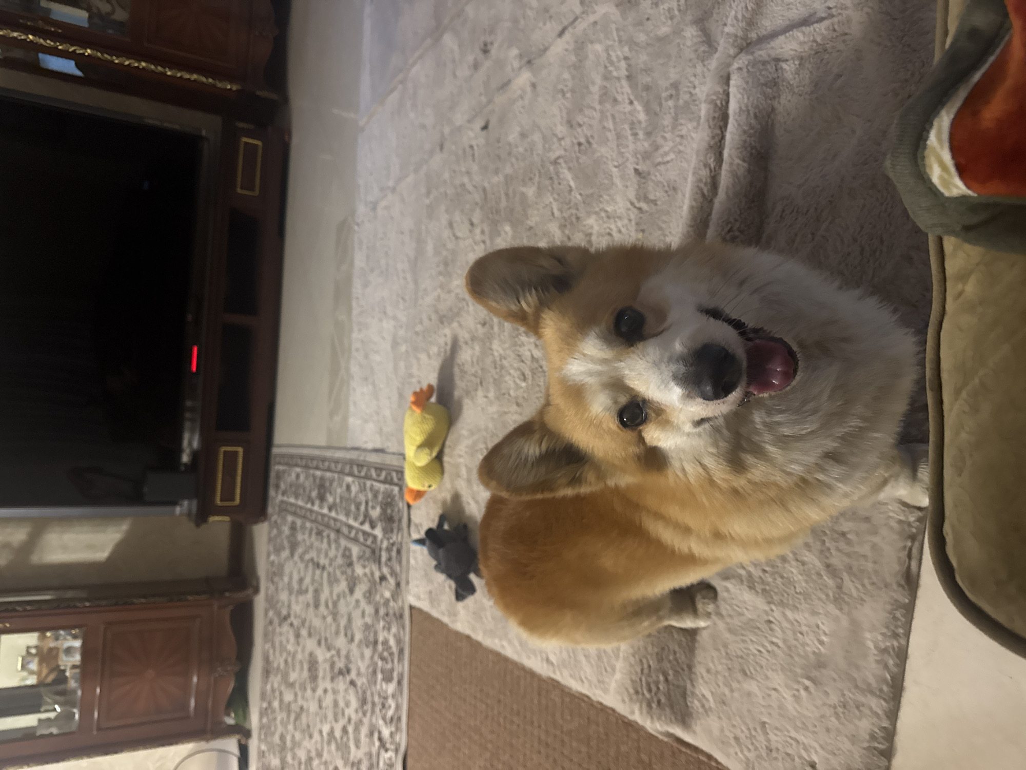 A tan and white corgi dog is lying on a tan shag rug, looking up at the camera with its mouth open. The dog is positioned to the right of a yellow and blue plush toy and a dark toy. In the background to the left, there is a dark wood cabinet with a television on top, positioned on a carpeted floor. The location is possibly in a residence in Зеленые Холмы Кп, Russia.