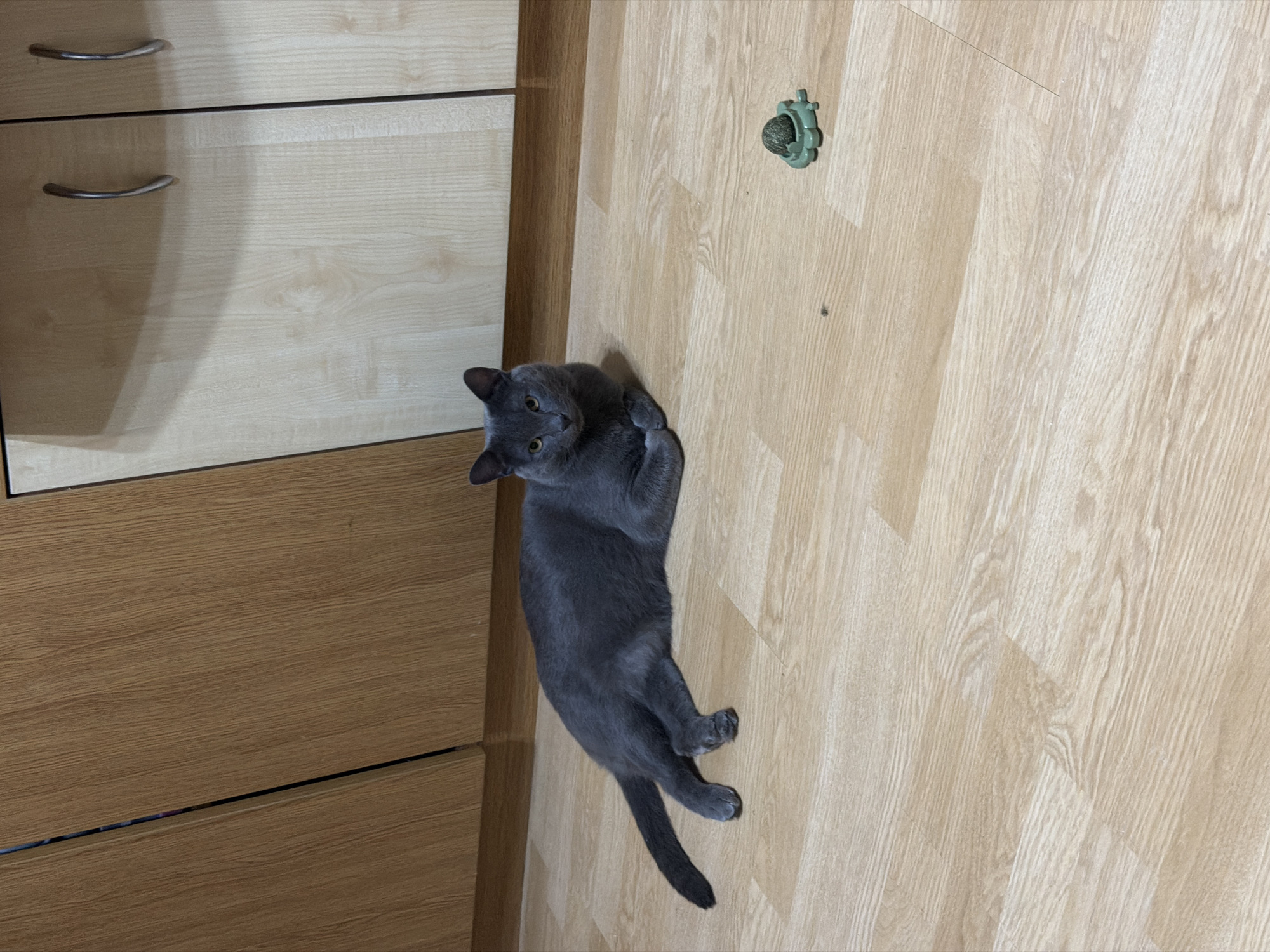 A gray cat with yellow eyes is lying on a light wood-grain linoleum floor. The cat is facing to the left, with its front paws crossed. To the right of the cat, a small, green, turtle-shaped toy with a textured ball in the center is on the floor. In the background, there are wooden cabinets with silver handles. The scene appears to be indoors, likely in a kitchen or living area. The location is unspecified, but it is not possible to determine the city of Ruse, Bulgaria from the image alone.