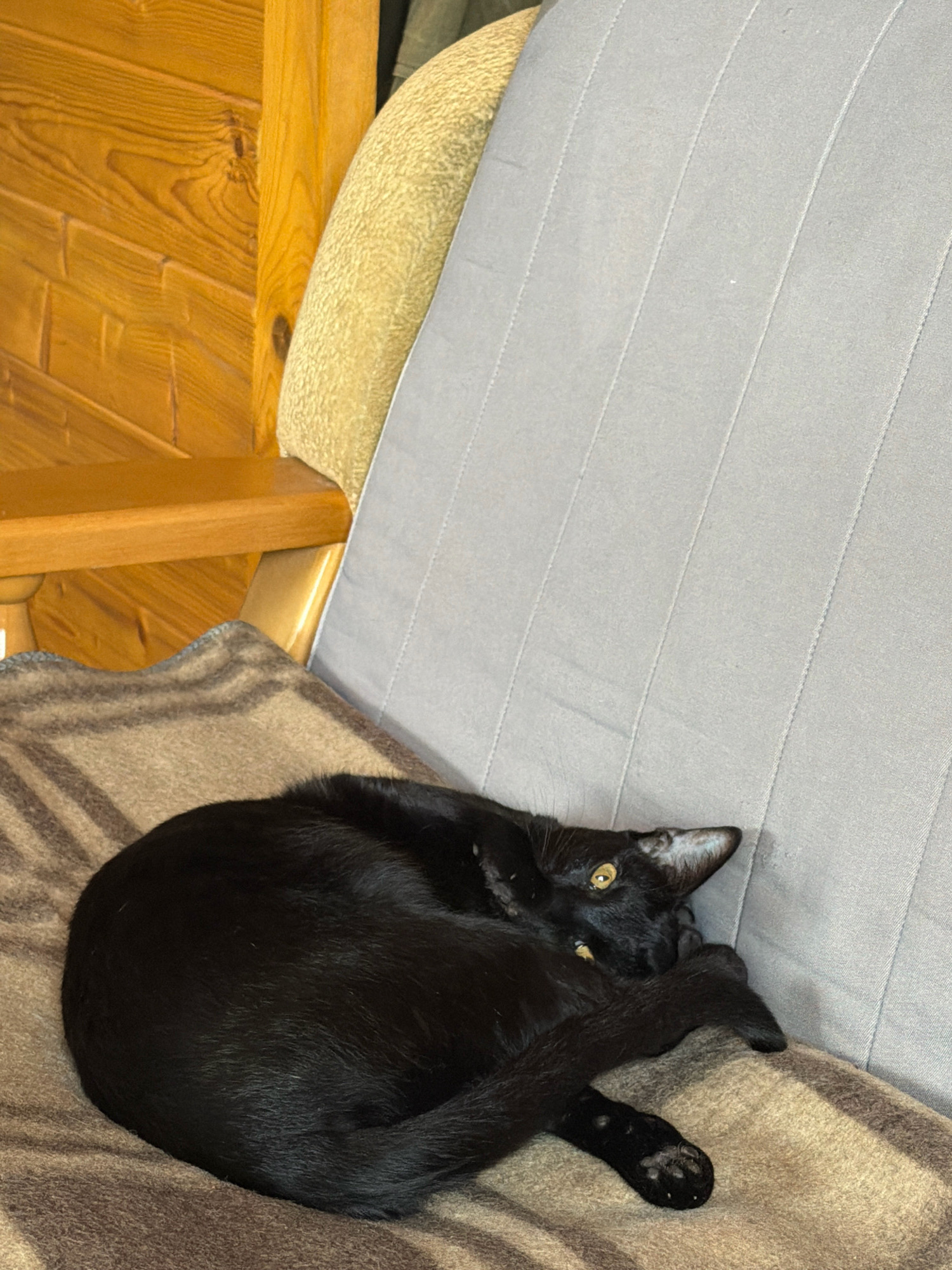 A black cat is curled up on a blanket on a chair. The cat is facing the camera with its eyes open. The background is a wooden wall and a gray chair. The location is in the city of Teterevo, Russia.