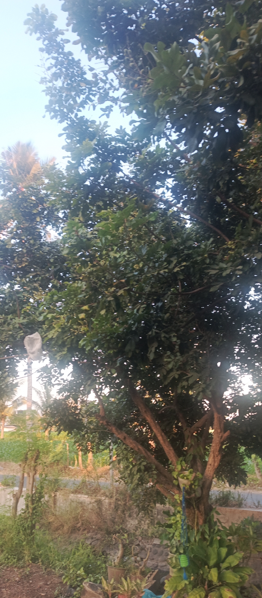 The image depicts a tree with dense foliage in Jatisari, Indonesia. The tree's branches are visible, some covered in leaves, while others are bare. A white bag is tied to one of the branches. Below the tree, the ground is covered with dry grass, stones, and potted plants. In the background, a coconut tree and a building can be seen. The sky is clear and bright, indicating daylight. The scene appears to be a garden or yard in a residential area.