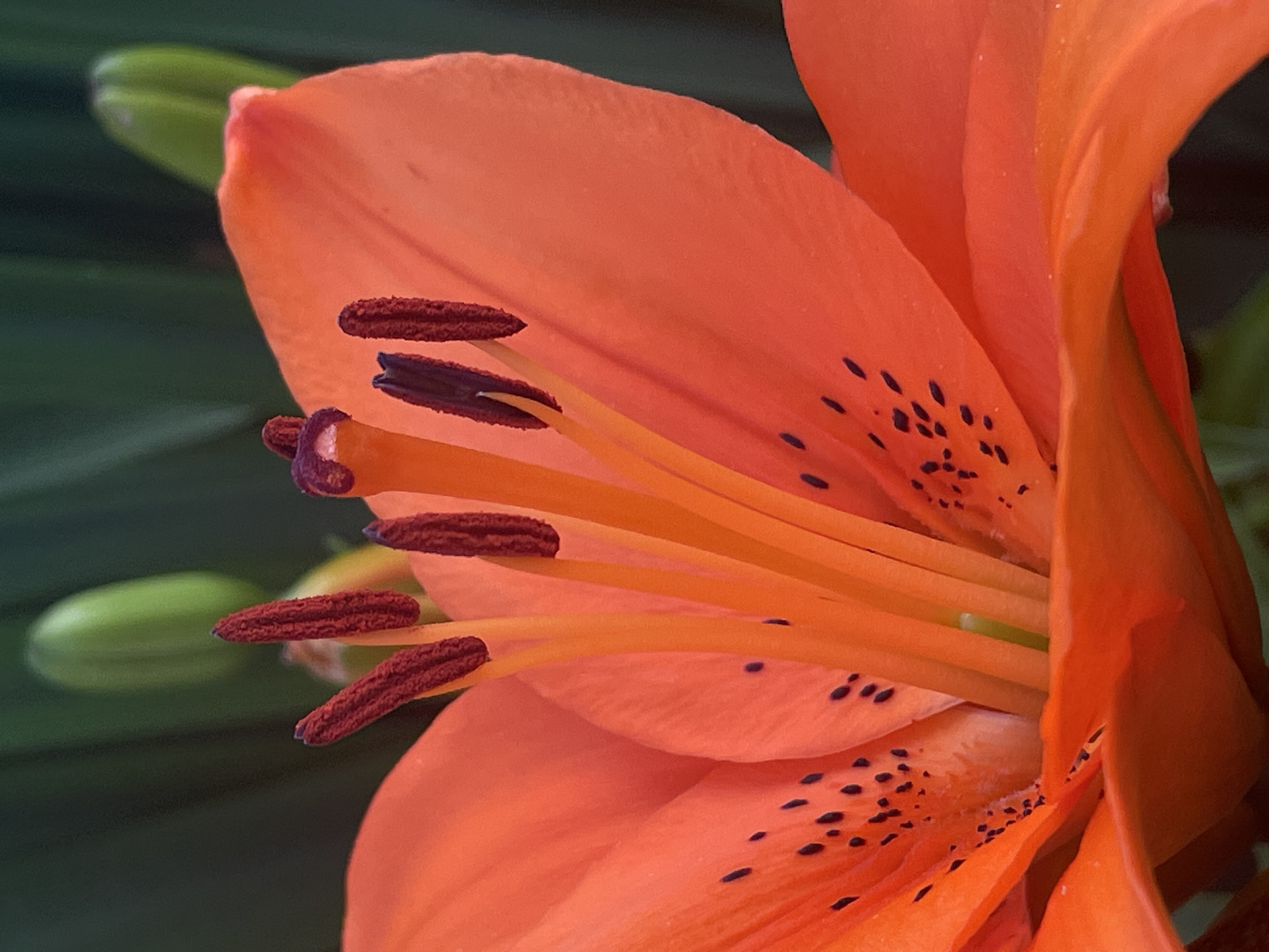 A macro photograph captures the intricate details of an orange lily in bloom. The flower's vibrant petals, speckled with dark spots, dominate the foreground. The stamen and pistil, a cluster of orange filaments topped with reddish-brown anthers, are prominently displayed in the center. In the background, blurred green foliage and unopened lily buds suggest a garden setting. The lighting is soft, highlighting the textures and colors of the lily. The image does not contain any people or indicate any specific location in the city of Маминское, Russia.