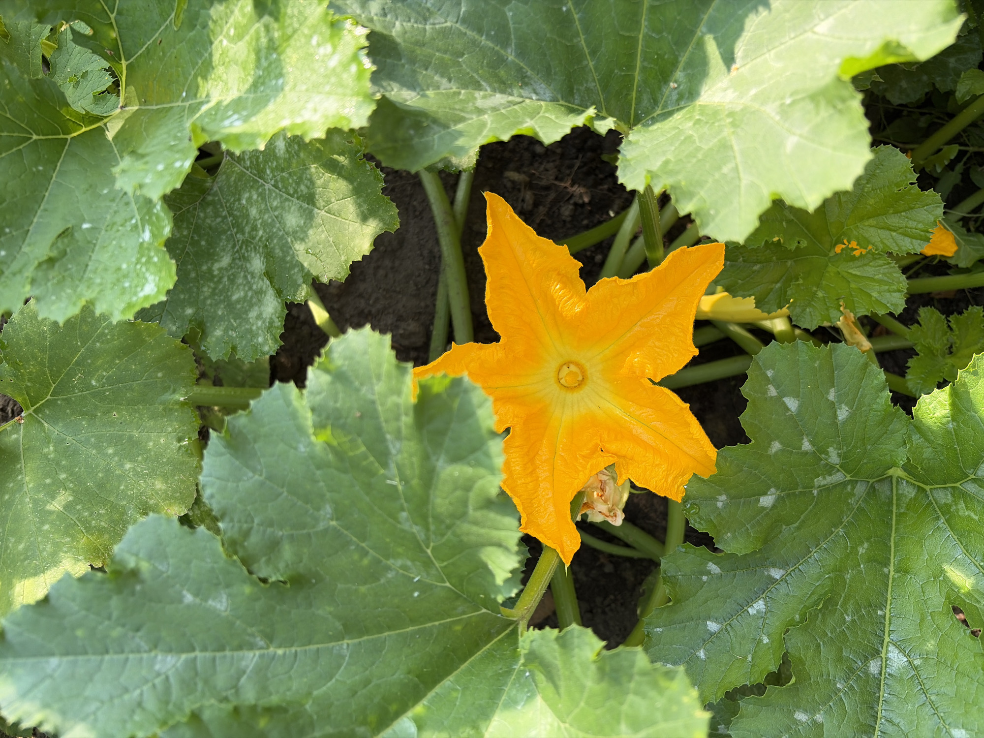 This is a close-up, top-down photograph of a bright orange squash blossom nestled amongst large, green leaves. The blossom has five pointed petals and a circular, yellow center. The leaves are broad and have serrated edges, with some showing signs of powdery mildew, indicated by white splotches on their surfaces. The background is dark soil and the stems of the plant. The image does not provide information about the city of Imeni Vorovskogo, Russia, or any people or actions.