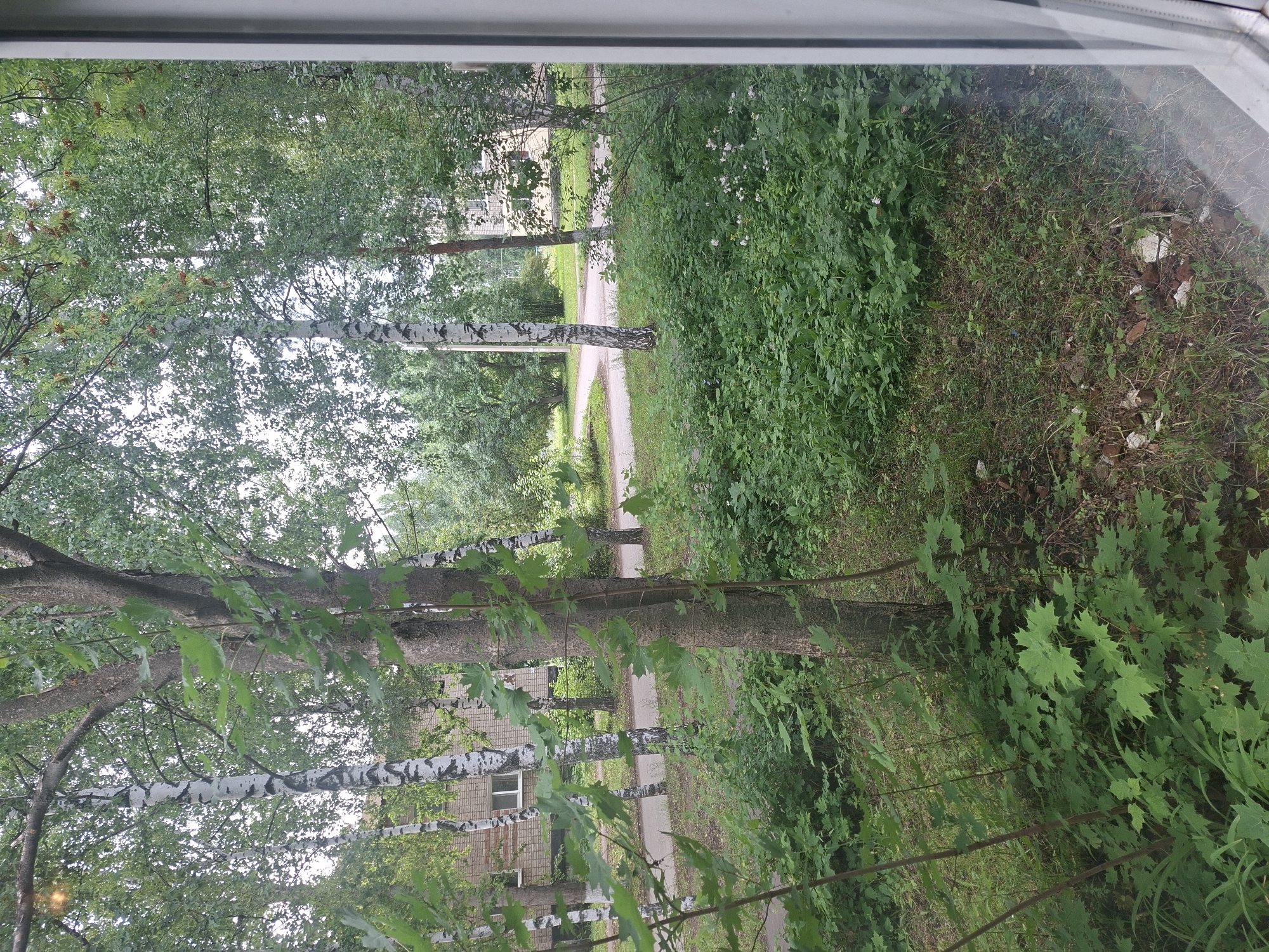 A view from a window looks out onto a residential area with trees and buildings. In the foreground, there is a dense growth of green bushes and trees, with a large tree trunk prominently visible in the center. A paved path winds through the scene, bordered by grass and vegetation. Behind the path, a brick building with windows can be seen, suggesting a residential structure. The overall environment appears to be a typical urban or suburban setting in Nikolaevka, Russia, characterized by lush greenery and the presence of buildings.
