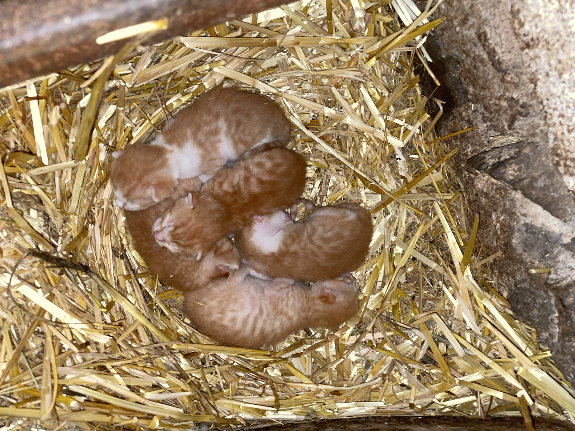 A high-angle shot captures a litter of approximately six to seven newborn kittens nestled together in a cozy bed of golden straw. The kittens are predominantly orange and white, with soft, slightly striped fur, and their eyes are still closed, indicating their very young age. They are huddled closely, forming a warm, sleeping pile. The straw bedding is dry and yellow-brown, appearing to be part of a makeshift nest. Surrounding the nest, on the right side of the frame, is a rough, textured surface, possibly concrete or natural rock, extending from the bottom to the top right. In the upper left portion of the image, a dark, weathered wooden beam or metal bar is visible, suggesting an enclosed structure. The lighting is soft and natural, illuminating the scene without harsh shadows. No human subjects or visible text are present. The scene depicts a quiet moment of vulnerability and new life in what appears to be a rustic or rural setting, consistent with its location context of Zlatograd, Bulgaria.