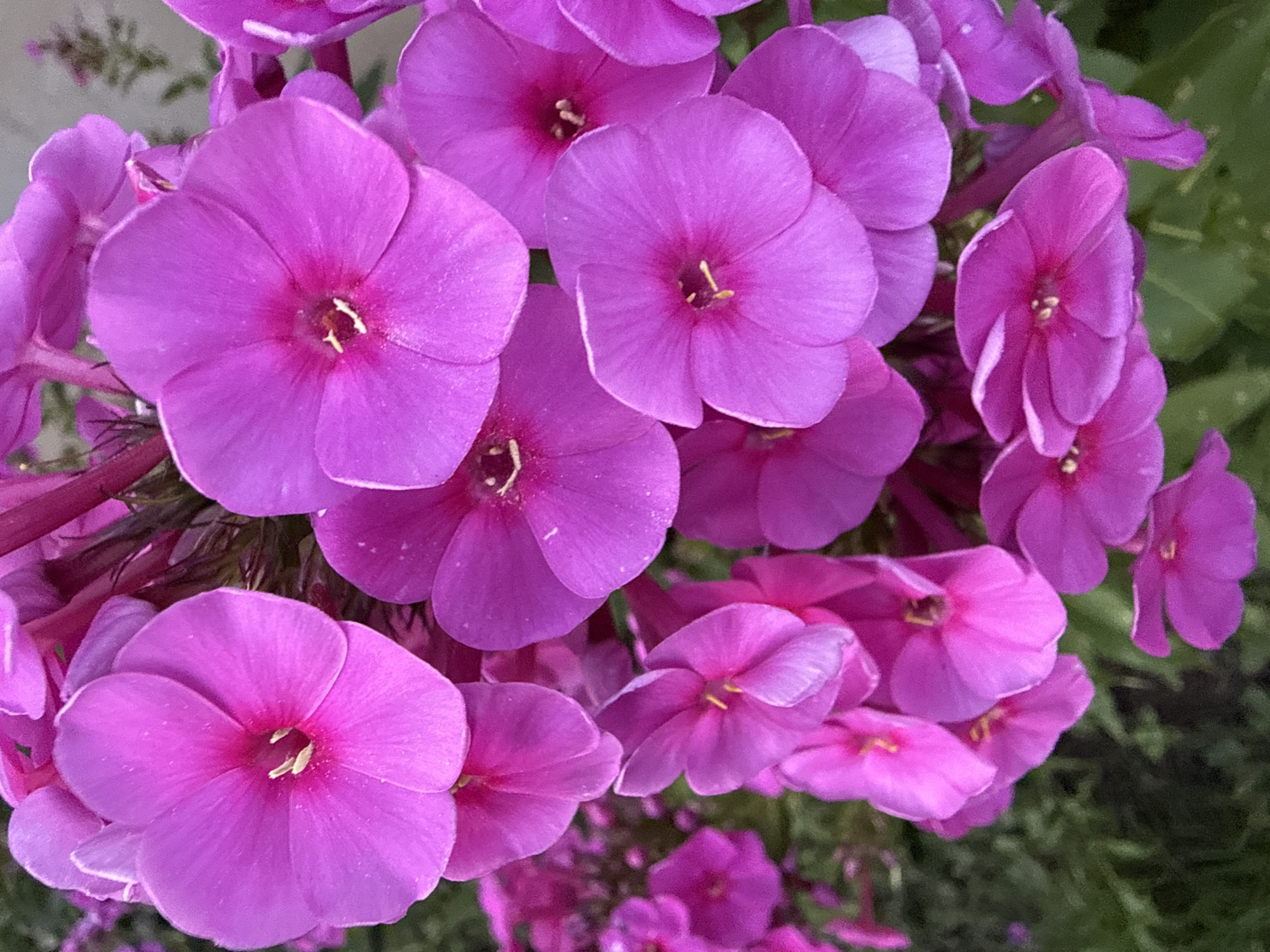 A close-up, medium-shot photograph captures a cluster of vibrant pink phlox flowers in full bloom against a blurred background of green foliage. The flowers, characterized by their delicate, star-shaped petals, exhibit a gradient of color, transitioning from a deep fuchsia in the center to a lighter pink at the edges. The petals are slightly ruffled and overlap, creating a sense of depth and texture within the floral arrangement. The stamens, a lighter shade of yellow, are visible at the heart of each flower, adding a subtle contrast. The lighting in the image appears to be natural, with soft shadows highlighting the contours of the petals. The overall impression is one of natural beauty and floral abundance.