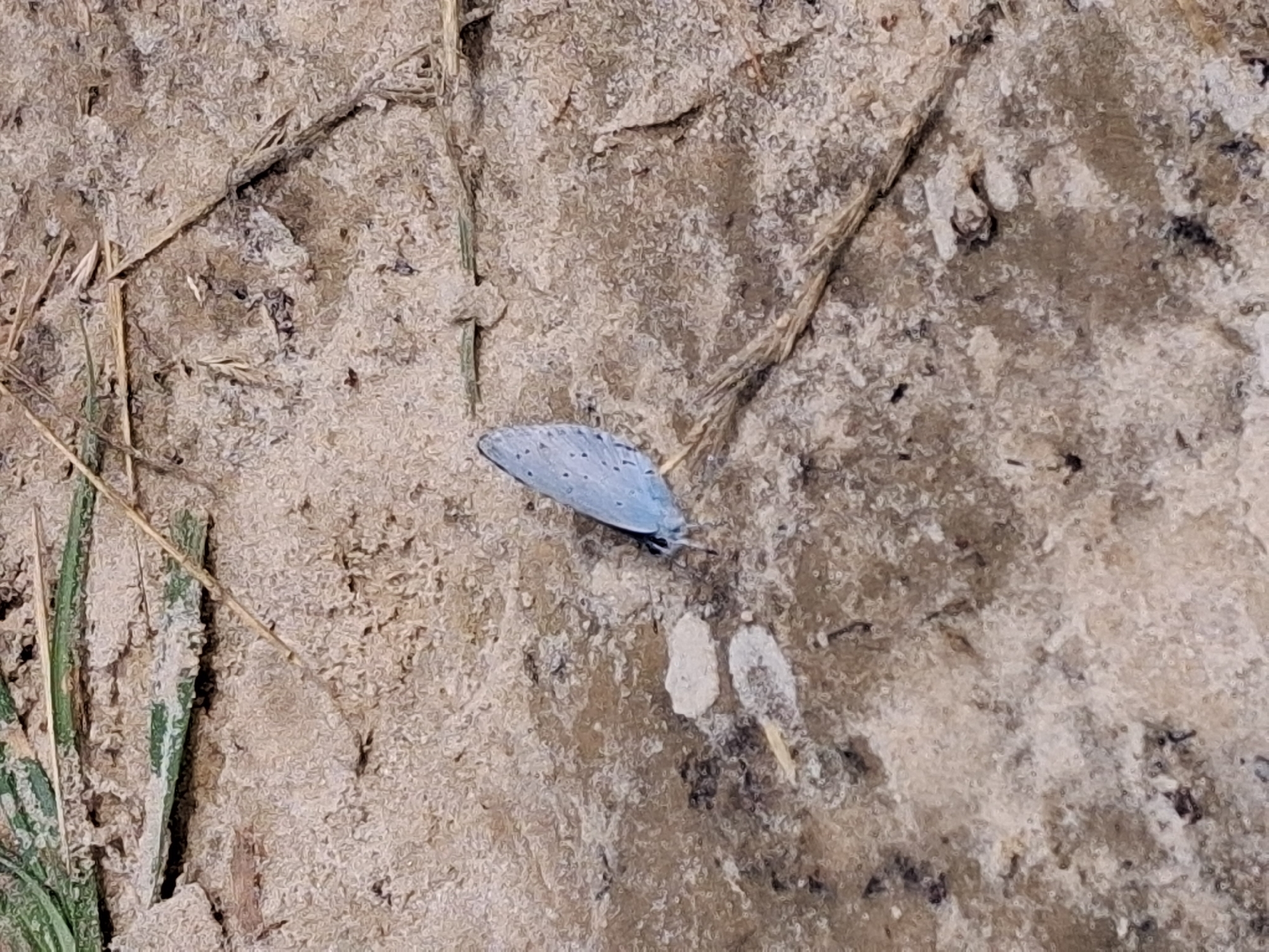 This is a close-up, overhead shot of a small, pale blue butterfly resting on sandy ground. The butterfly's wings are closed and appear to have small, dark spots. Its body is dark and its antennae are visible. The ground is textured and consists of light brown sand with scattered dry grass stalks and a few small, light-colored pebbles or debris. The scene appears to be outdoors, likely in a natural setting. The lighting suggests it could be daytime, with no strong shadows visible. There are no people or any text present in the image. The overall impression is one of a brief moment captured in nature, highlighting the delicate form of the butterfly against its earthy surroundings. The location context provided is Reutyntsi, Ukraine.