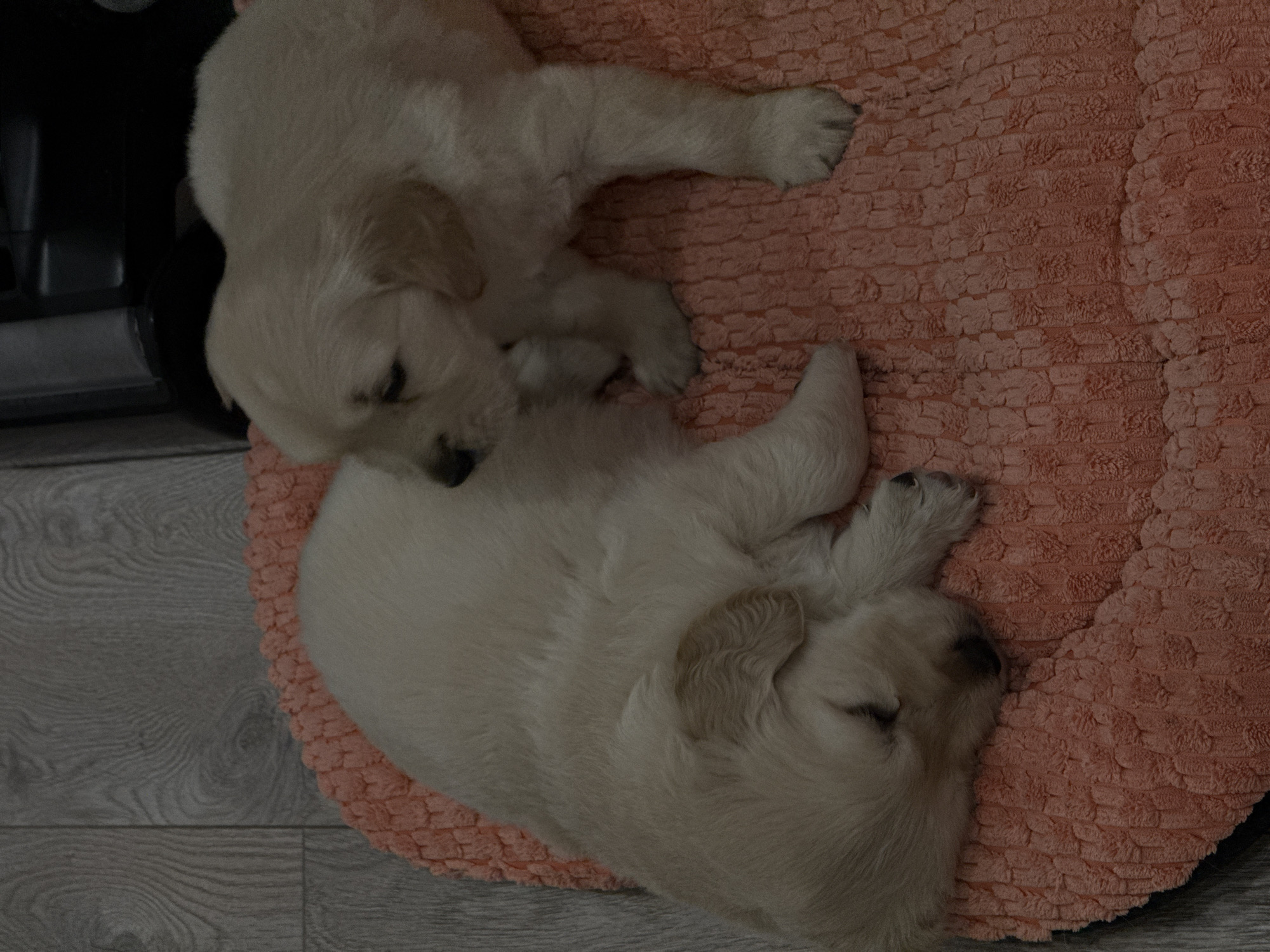 Two golden retriever puppies are sleeping on a round, textured, coral-colored dog bed. The bed rests on a grey wood-patterned floor. A black object is partially visible to the left of the bed. The puppies are intertwined. The location is unknown, but the prompt suggests Yerevan, Armenia.