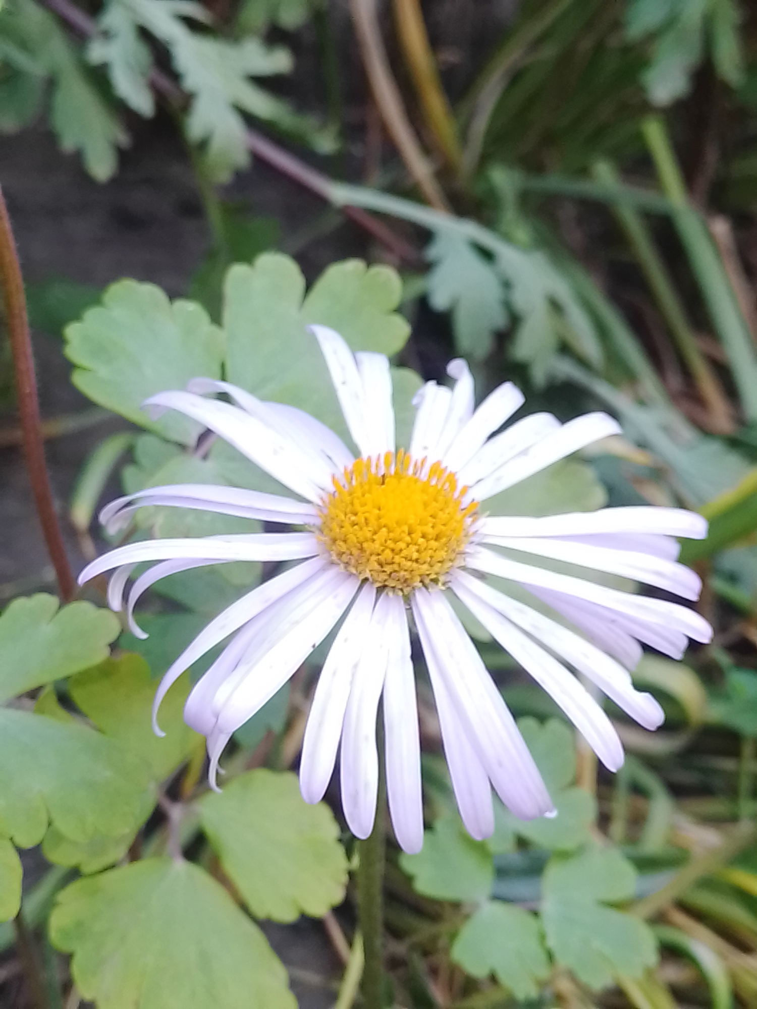 A close-up, eye-level, vertical shot shows a single, pale purple daisy with a yellow center. The daisy's petals are slender and pointed, some curling slightly at the tips. The flower is positioned in the lower center of the frame, with its bright yellow center catching the light. Several green leaves, some lobed and others more delicate, surround the daisy. In the background, out-of-focus green foliage and darker, indistinct shapes suggest an outdoor environment. The scene appears to be in Ustyvytsia, Ukraine, though no specific landmarks or identifying features of the city are visible. There are no people or animals present.