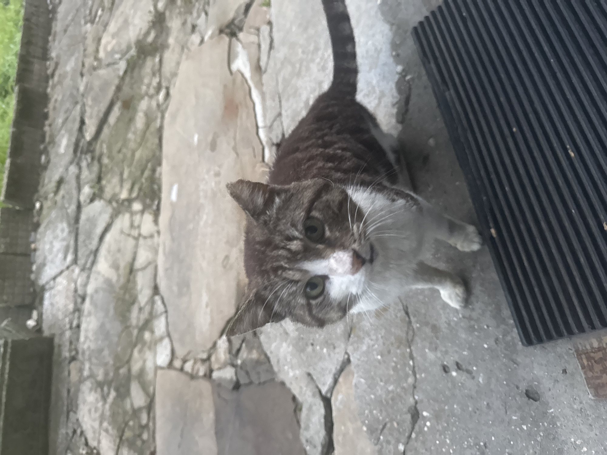 A brown and white tabby cat is the central subject of the image, positioned outdoors on a textured concrete surface with stone slabs. The cat is looking directly at the camera with green eyes, its fur displaying a mix of brown tabby patterns and white markings on its chest and face. To the right of the cat, a black ribbed mat is visible. The background consists of cracked concrete and some green foliage at the top. The overall setting suggests an urban or semi-urban environment. Based on the general appearance of the surroundings and common urban cat habitats, this scene could be located in Gabrovo, Bulgaria, potentially in a public space, alleyway, or near a building's exterior.
