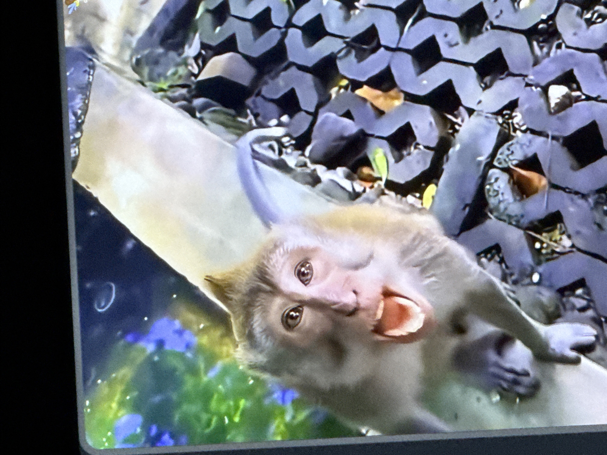 The image shows a close-up of a monkey's face with its mouth open, appearing to be vocalizing. The monkey has light brown fur, prominent eyes, and a tuft of fur on its head. In the background, there are blurry green and blue elements, possibly foliage or flowers, and a light-colored, textured surface. To the right of the monkey, there is a dark, patterned object, possibly some kind of grate or interlocking material, with some orange and green elements visible within it. The image is taken at an angle, looking down towards the monkey.
There is no information in this image that allows for the determination of its location in Cahul, Moldova.