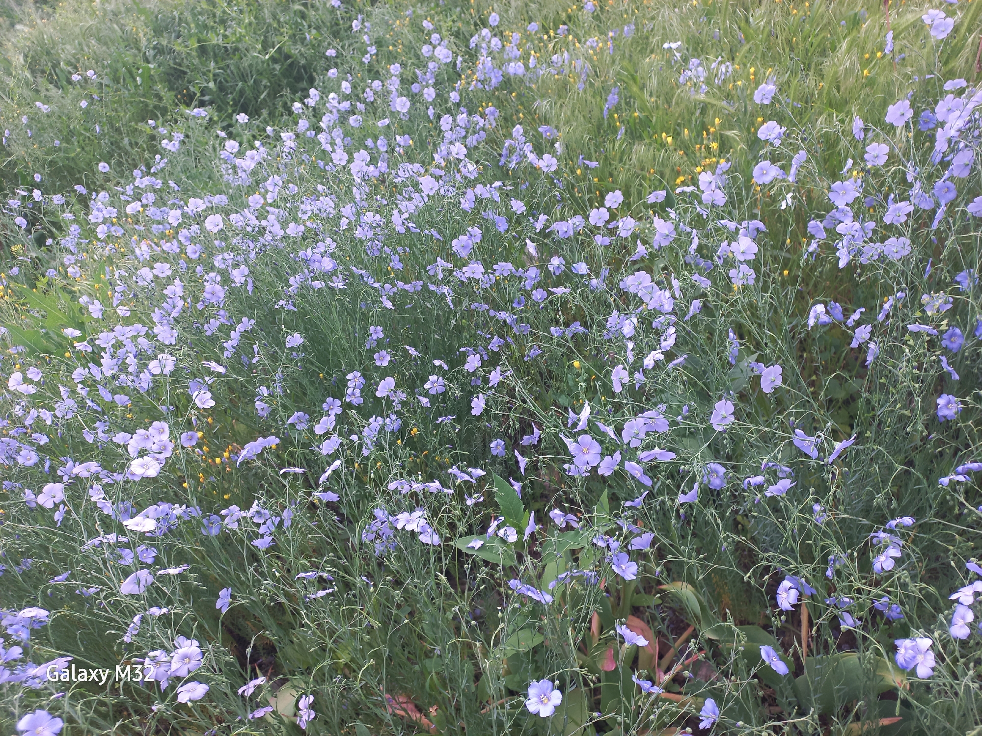 The image depicts a field of flax flowers in Volzhsky, Russia. The flowers are predominantly blue and densely cover the foreground. Interspersed among the flax are green grasses and occasional yellow wildflowers. The vegetation appears to be in a natural, uncultivated setting. The scene is captured in daylight, with the "Galaxy M32" watermark visible in the lower left corner.