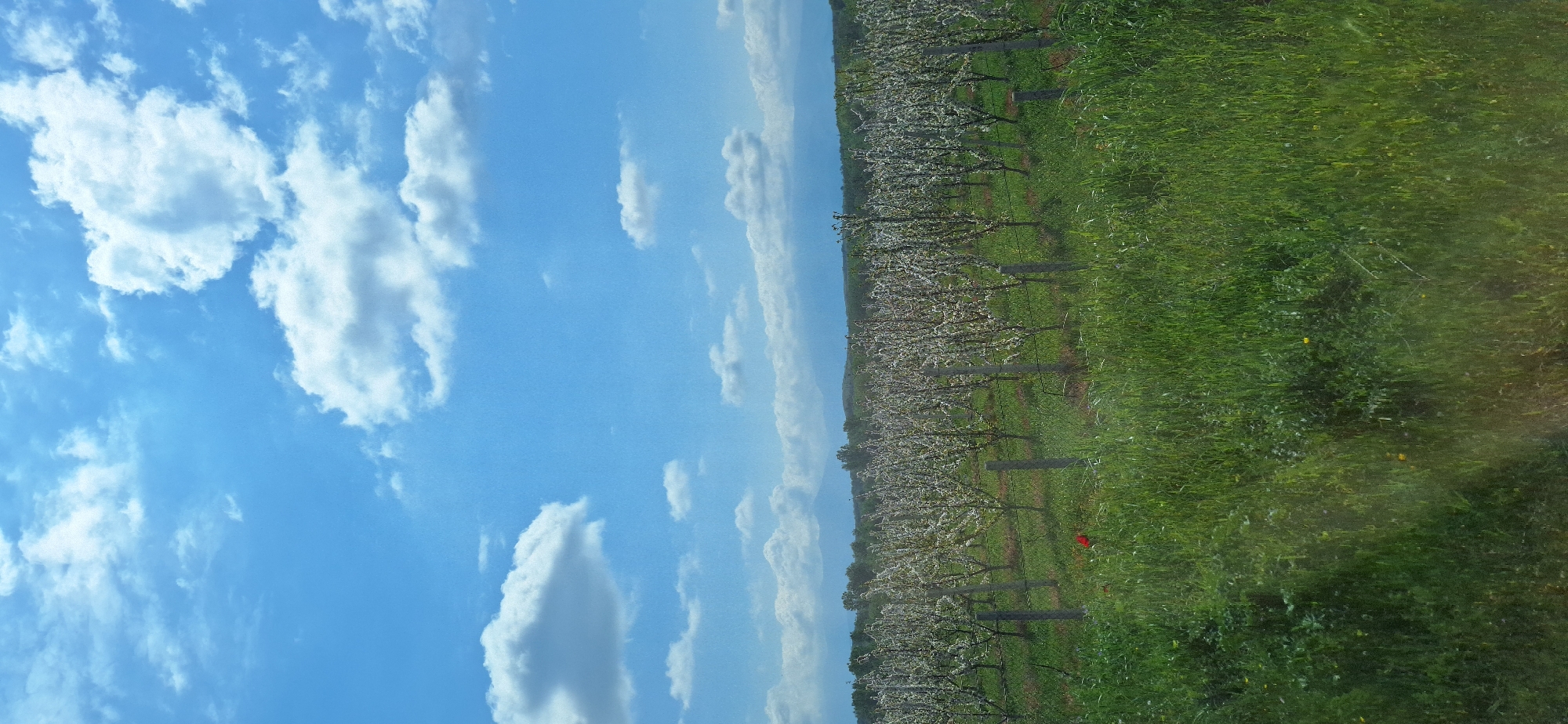 The image depicts a rural scene near Novo Konomladi, Bulgaria. On the right, a field of green grass covers the ground, likely pasture or uncultivated land. To the left of the field, a dense orchard is present, with trees lined up in rows. The trees appear to be in bloom, showcasing white flowers. Beyond the orchard, the sky is visible, filled with fluffy white clouds set against a clear blue backdrop.