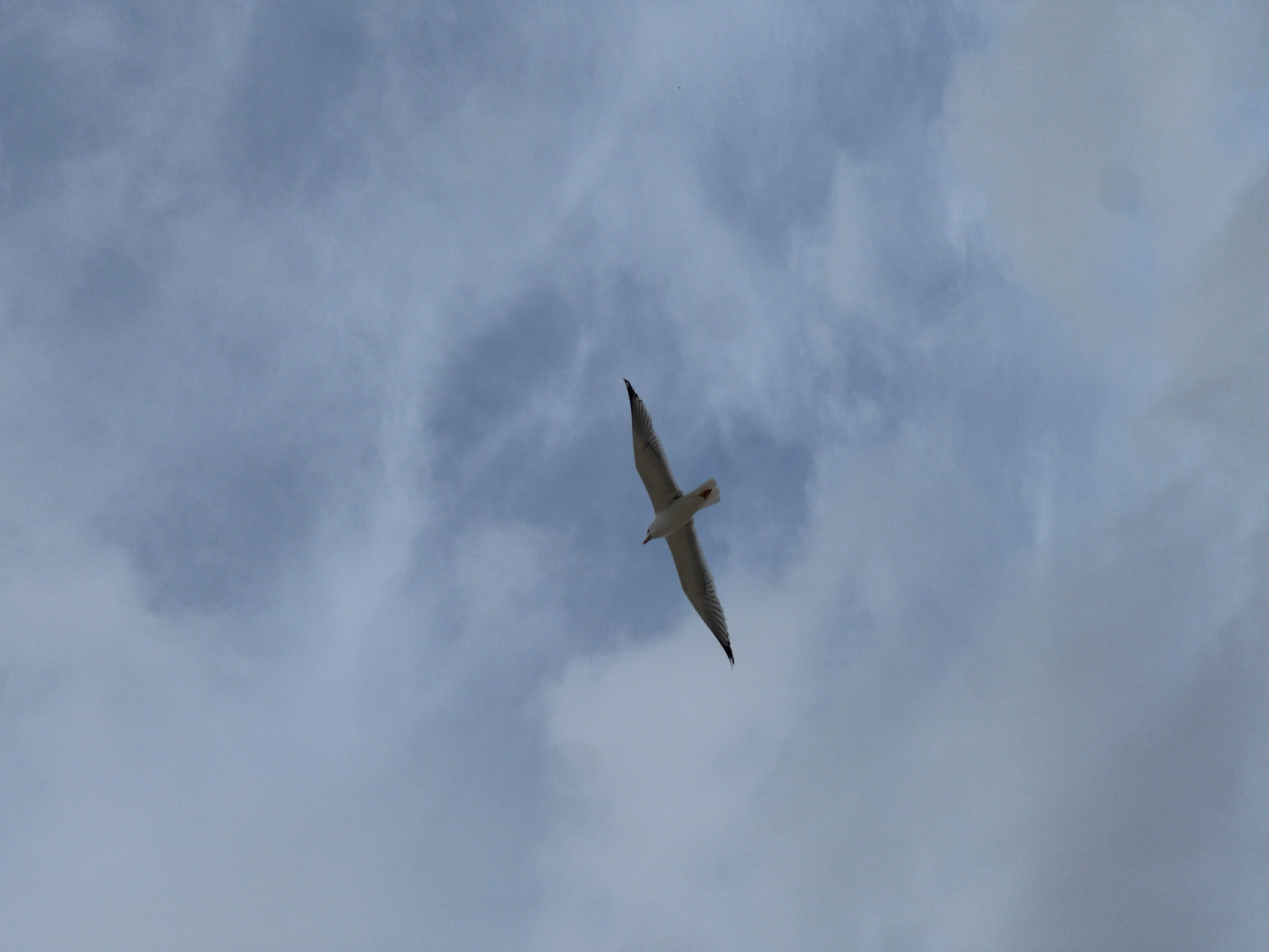 A single seagull soars against a cloudy sky. The bird is centrally positioned, with its wings fully extended. The sky is overcast with varying shades of gray and blue clouds. The location is M'Diq, Morocco, as evidenced by the image's origin.