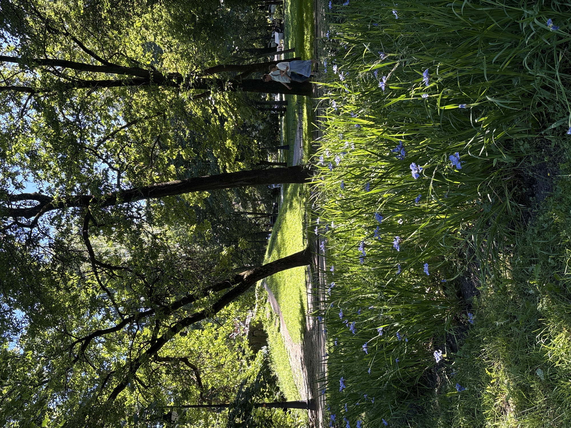 The image depicts a sun-dappled park scene with a lush foreground of tall green grass punctuated by numerous small blue flowers, likely irises, blooming. In the mid-ground, a paved pathway winds uphill towards a stone structure and is flanked by trees. Two individuals, a man and a woman, are walking away from the camera on a path in the mid-ground, appearing to be engaged in conversation. The background reveals more trees, park benches, and a lamppost, suggesting a public park. The presence of mature trees with dense foliage and the style of the lamppost are characteristic of parks in Saint Petersburg, Russia, such as Tauride Garden. The overall impression is one of a peaceful, sunny day in a well-maintained urban green space.
