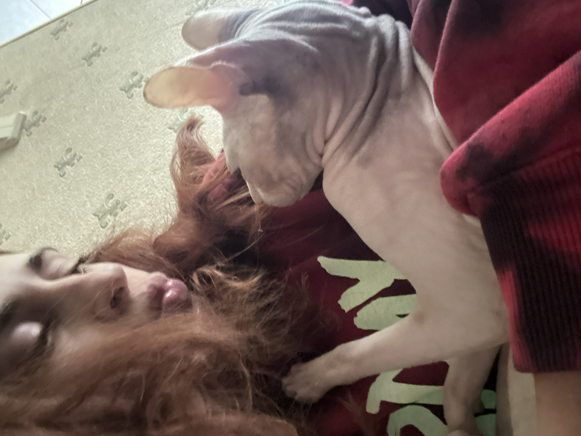 A person with long, auburn hair is holding a hairless cat. The person is wearing a red shirt with a faded green graphic design. The cat is light pink and is resting on the person's lap, partially covered by a red and black checkered blanket. The background appears to be a wall with a textured wallpaper pattern. The image is a close-up shot, focusing on the interaction between the person and the cat. There is no visible indication of the city of Togliatti, Russia, or any specific urban environment.