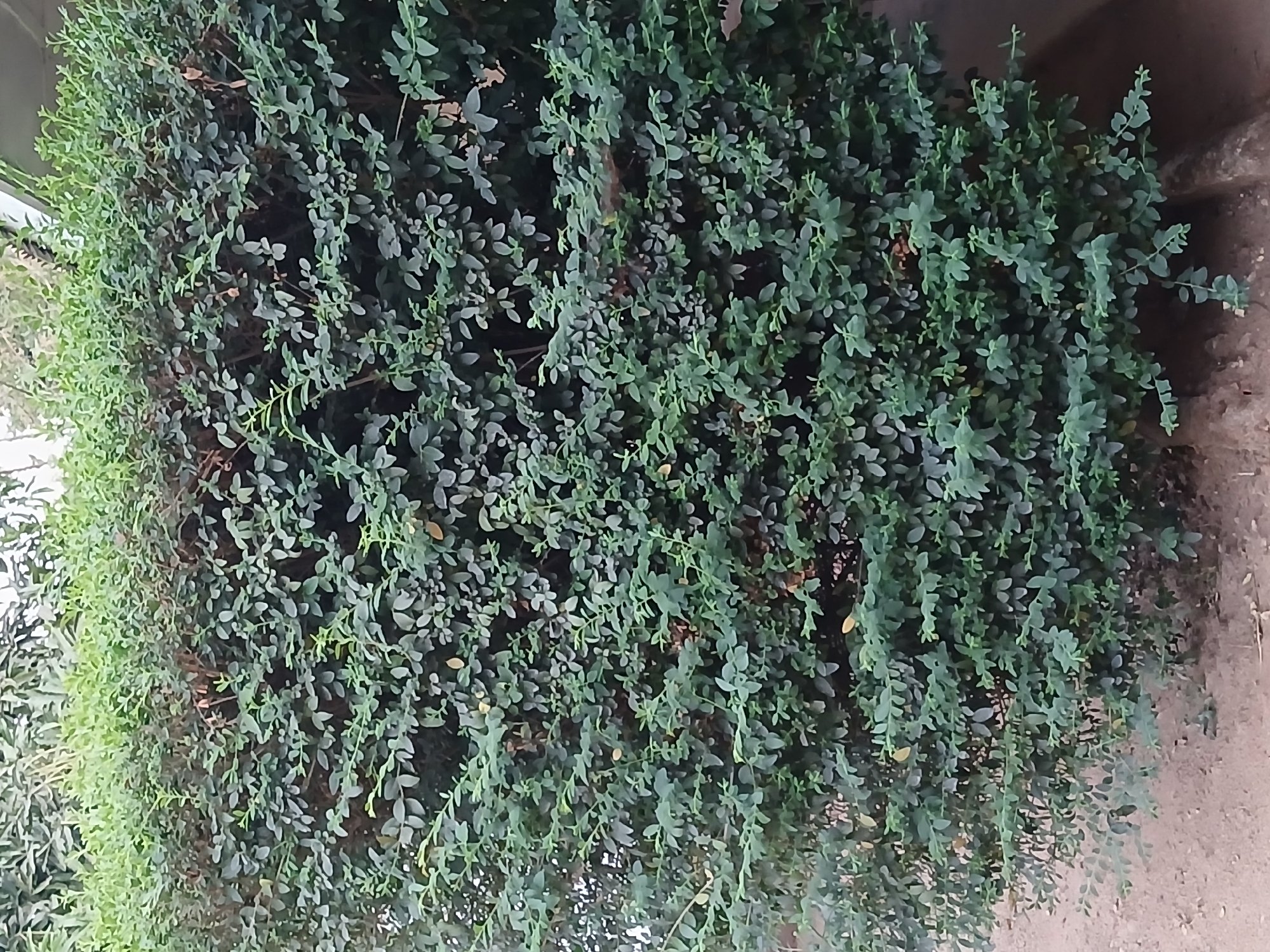 A dense, green bush fills the frame. Its small, rounded leaves create a textured surface. Some trailing branches extend downward. The background reveals hints of a light-colored wall and some additional vegetation. Given the location, it is possibly growing in a residential garden in Jos, Nigeria.
