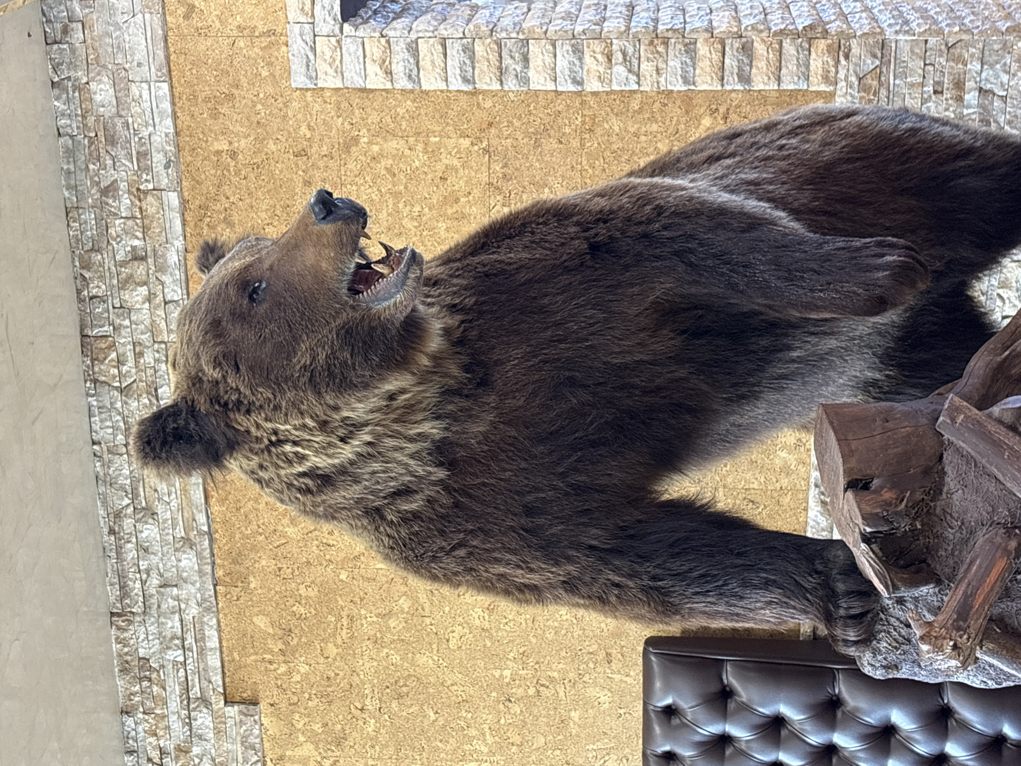 A taxidermied brown bear is displayed on a light brown wall adjacent to a textured stone wall. A tufted leather bench sits near the base. Location: Mozhga, Russia.