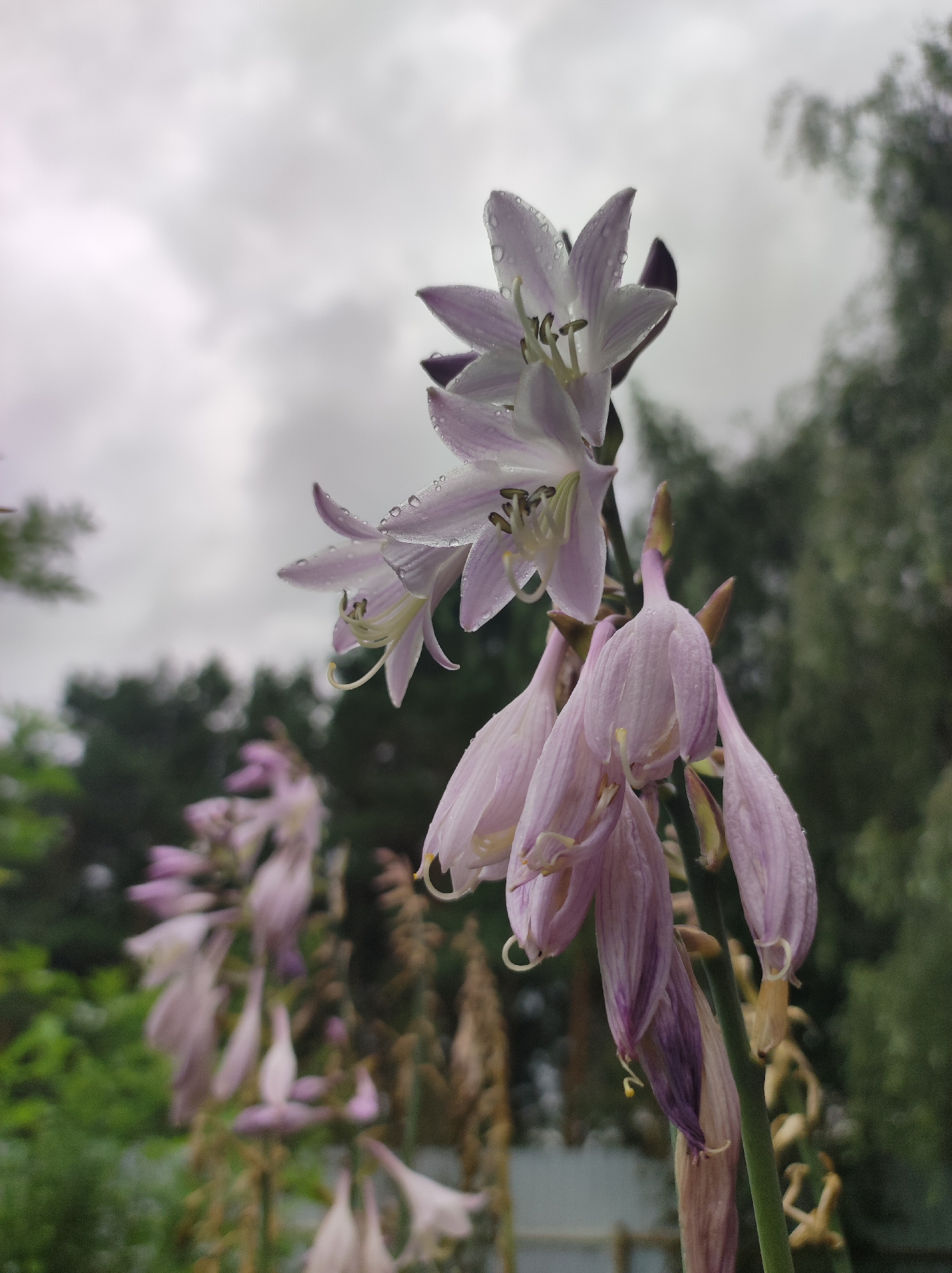 In the city of Fokino, Russia, on a cloudy day, the image captures a close-up view of several pale purple hosta flowers in bloom. The flowers are on a tall stalk, with water droplets clinging to the petals, suggesting recent rain. Some of the flowers are fully open, revealing their stamens, while others are still in bud or partially closed. In the background, out of focus, is a dark green line of trees and foliage, with glimpses of a wooden fence. The overall mood is serene and natural.