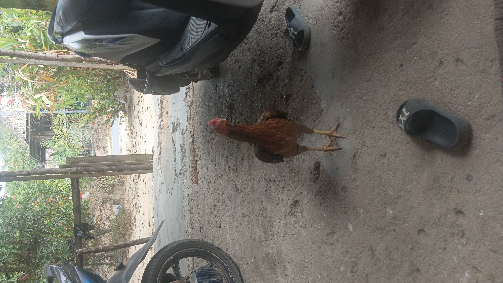 A brown rooster stands on a concrete surface in a semi-outdoor area. Behind the rooster, a motorcycle is partially visible on the right, and a portion of another motorcycle is seen on the left. In the background, there is a wooden structure with a thatched roof, surrounded by greenery and trees. A single black sandal is visible on the ground to the right of the rooster. The scene appears to be in a residential or rural area.