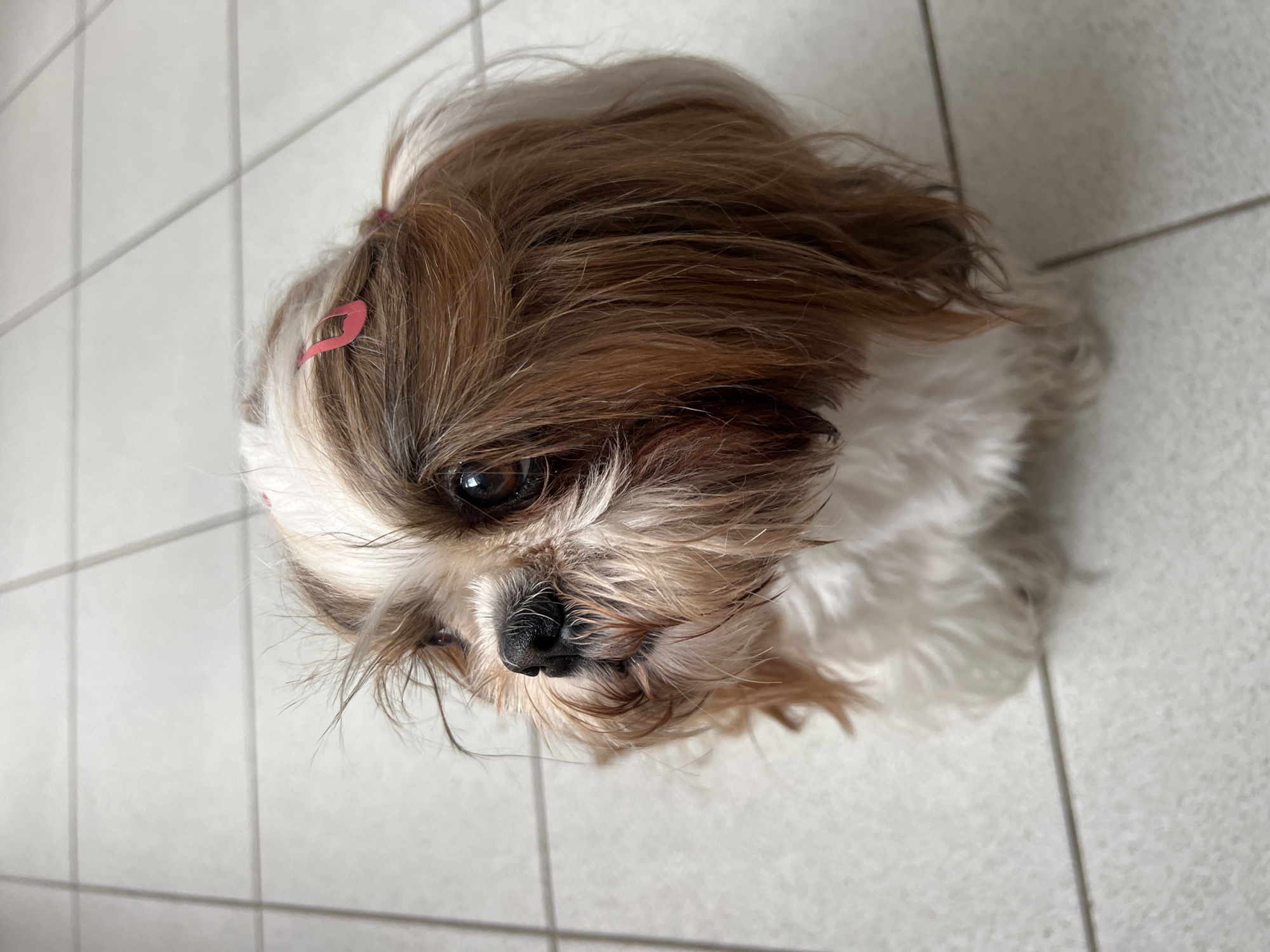 A Shih Tzu dog with white and brown fur is sitting on a tiled floor. The dog has a pink hair clip in its fur and is looking up and to the left. The tiled floor is a light color with visible grout lines. This image was taken in Białystok, Poland.