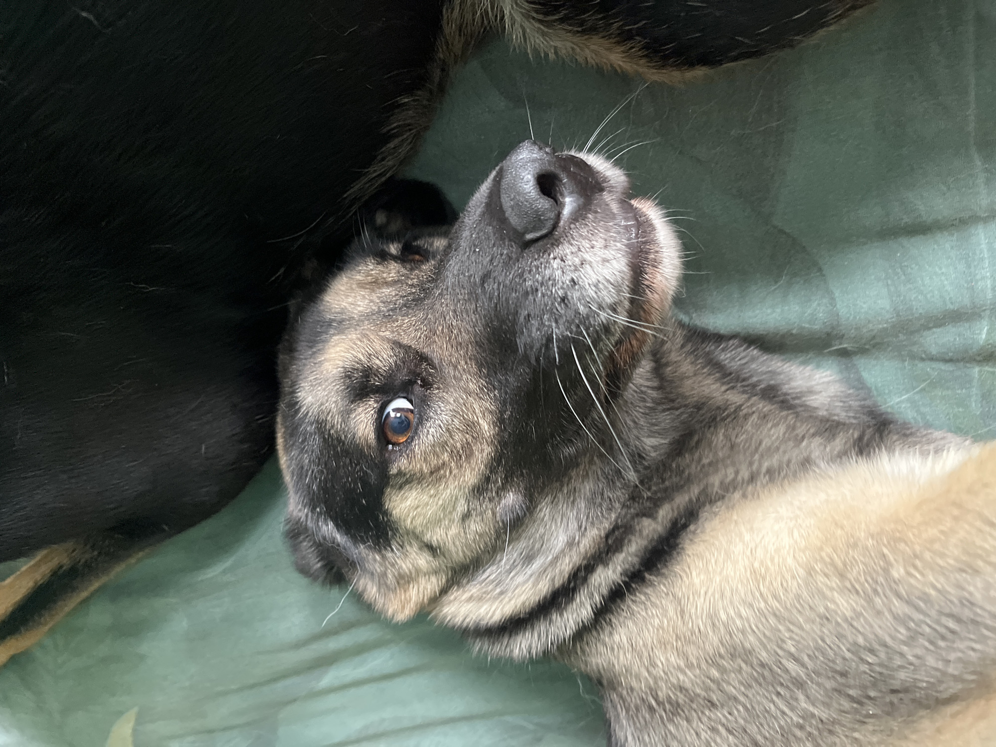 The image shows a close-up of a dog lying on a green surface. The dog is a mixed breed with brown and black fur. Its head is turned to the side, and its eyes are open. The dog's nose is wet, and its mouth is slightly open. The green surface appears to be a blanket or a sheet. There is another dog in the background, mostly out of focus and dark in color. The image is taken from a high angle, looking down at the dog. There are no indications of the location in Nizhny Tagil, Russia.
