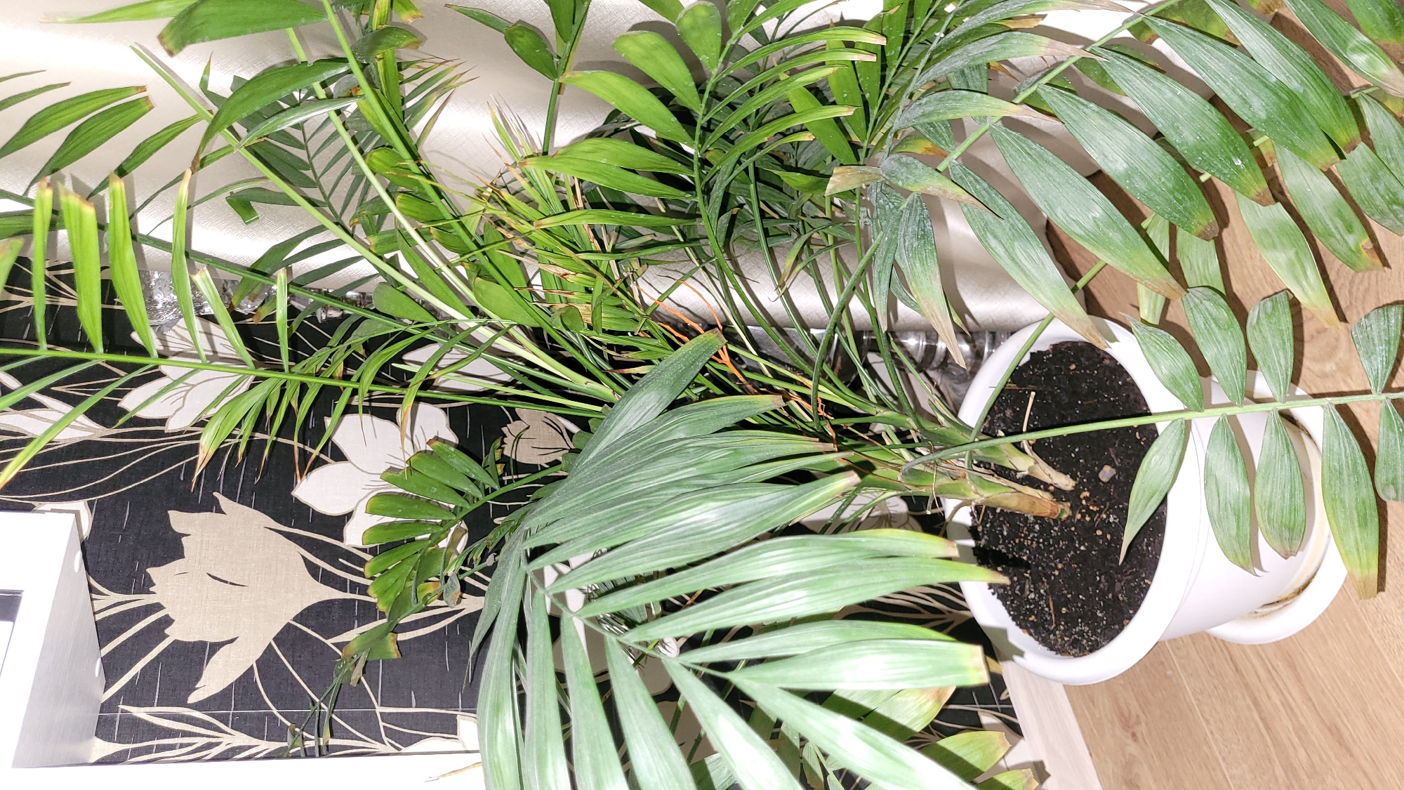 The image shows a houseplant in a white pot. The plant has green leaves with some yellowing at the tips. The pot is sitting on a wooden surface next to a wall with black and white floral wallpaper. The location is Unknown, Unknown. There are no people visible in the image.