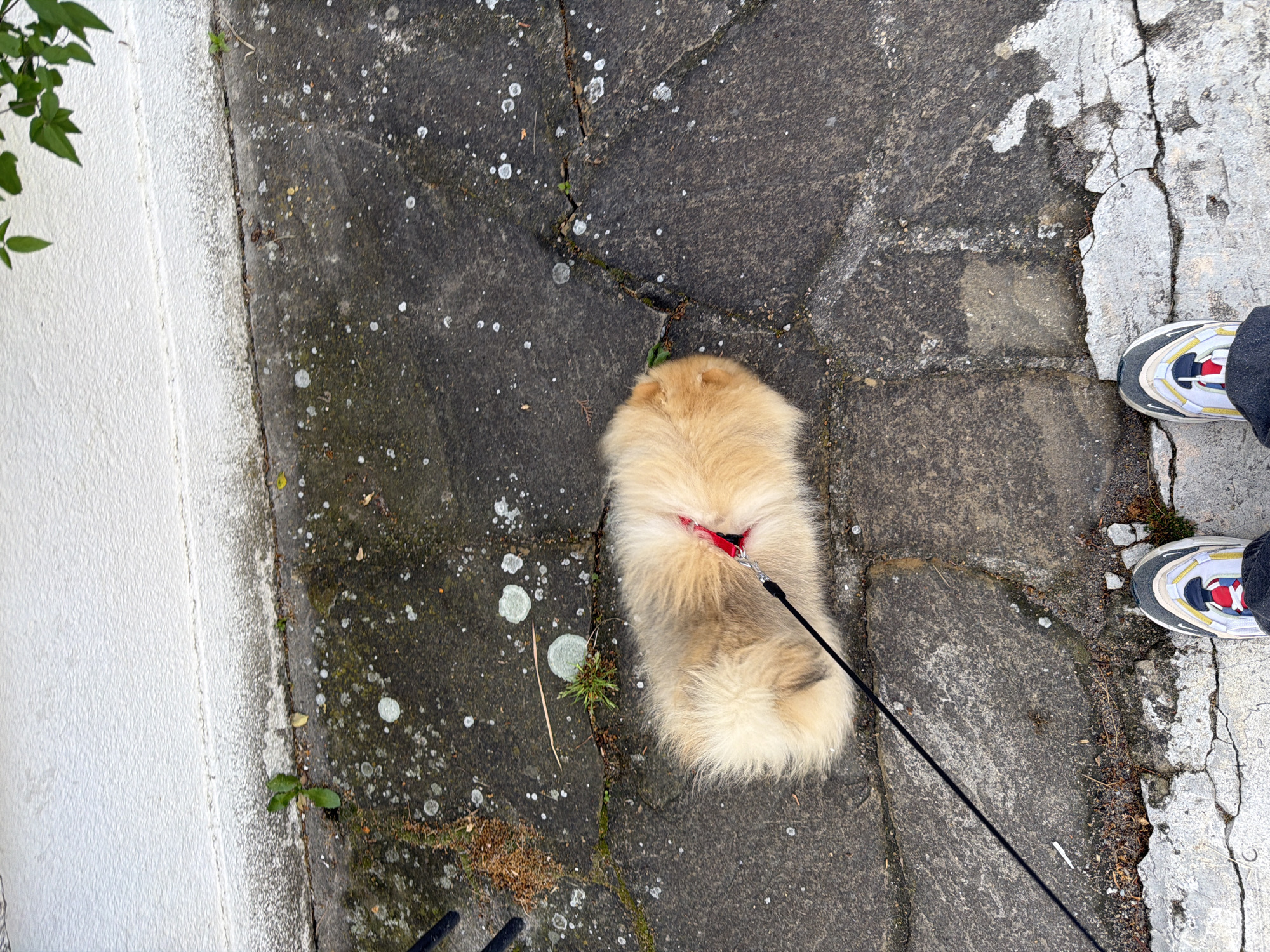 The image shows a Pomeranian dog on a leash standing on a cracked and lichen-covered pavement. The dog has a red harness. To the right, a person's feet are visible, wearing running shoes. A white wall is on the left edge of the image, with some greenery visible nearby. The photograph appears to be taken from directly overhead. Location cannot be determined from the image.