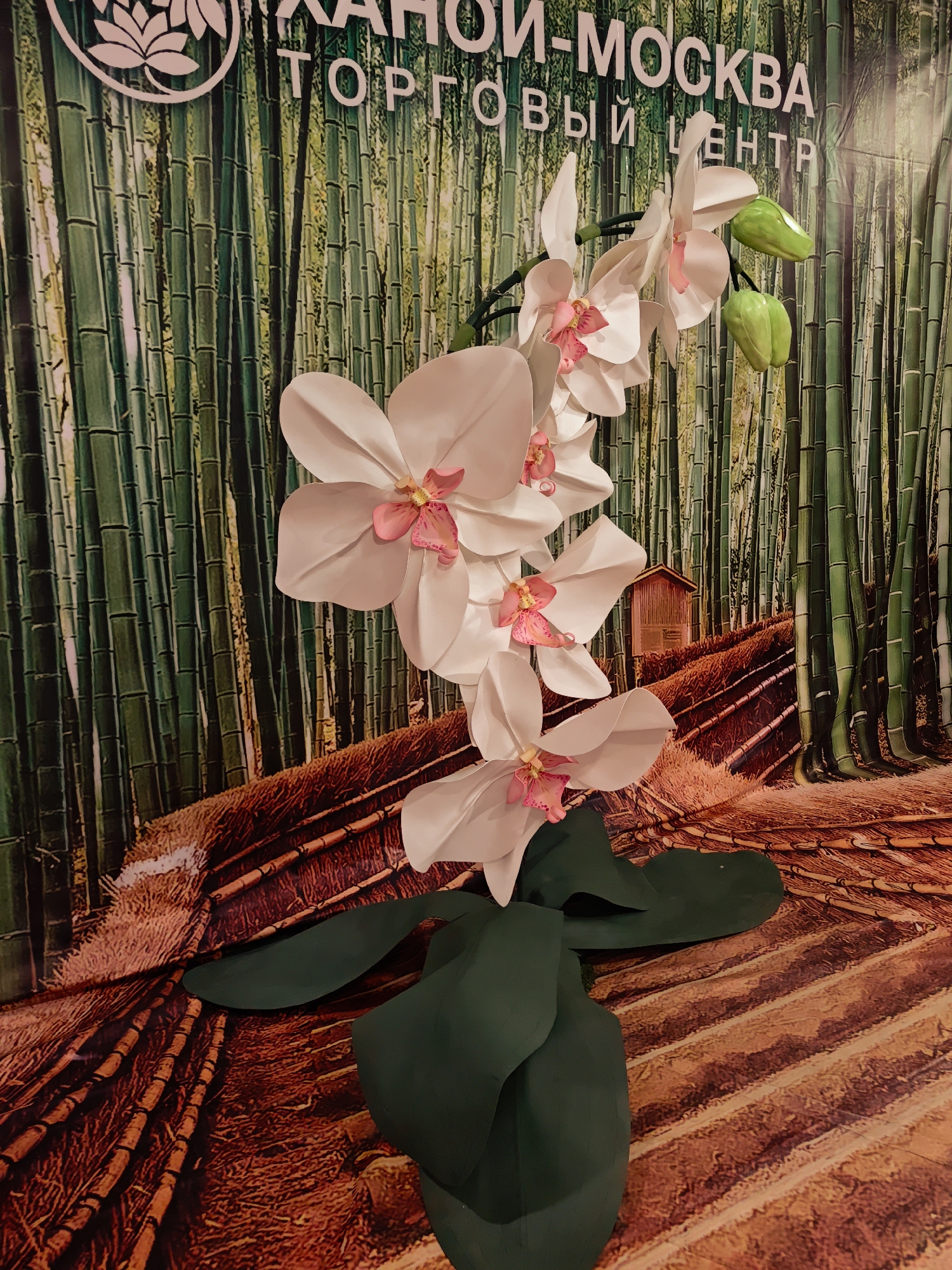 The image presents a large, artificial white orchid plant in the foreground, featuring multiple open blossoms with delicate pink centers and several green buds on a curving stem. Broad, dark green leaves are arranged around the base of the plant.
Behind the orchid is a detailed backdrop, likely a printed banner, depicting a lush bamboo forest with tall, slender green stalks extending upwards. The lower section of the backdrop transitions into a textured, reddish-brown ground, resembling a path or cultivated area, with visible lines and shades. A small, rustic wooden hut or shed with a brown roof is nestled within this forest scene in the background.
At the top of the backdrop, partially visible white Cyrillic text reads "МОСКВА" (MOSKVA) and "ТОРГОВЫЙ ЦЕНТР" (TORGOVY TSENTR), which translates to "Shopping Center". The first part of the name, possibly "ХАН-МОСКВА", is partially obscured. A stylized lotus flower logo is also visible in the upper left corner.
The scene appears to be an indoor decorative display, possibly within a shopping center in Moscow, Russia, as indicated by the visible text. The lighting is bright and even, suggesting an artificial indoor setting. No people or activities are depicted, focusing entirely on the static floral and scenic arrangement.