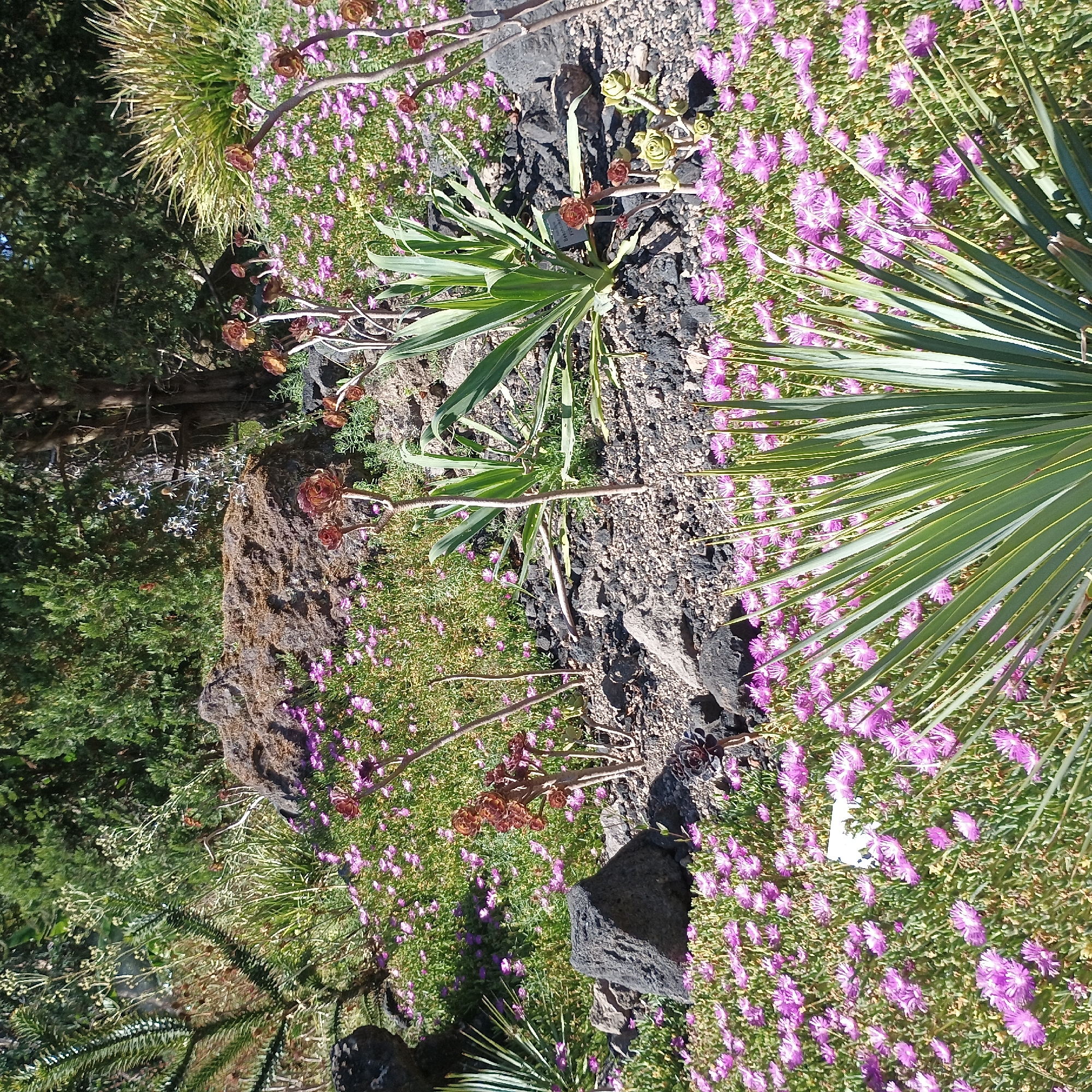 This image depicts a botanical garden with a variety of succulents and flowering plants. In the foreground, a cluster of bright pink, daisy-like flowers carpets the ground, interspersed with the spiky green leaves of a yucca-like plant. Several dark, rough-textured rocks are scattered throughout the scene, adding to the arid, rocky landscape. In the mid-ground, a large, moss-covered rock sits prominently. Various succulents with reddish-brown, rosette-shaped leaves are visible, some on tall, thin stems. In the background, lush green trees and foliage create a dense, natural backdrop. The lighting suggests it is a sunny day, casting sharp shadows. There are no people or animals visible in the image. This scene is not located in Dusseldorf, Germany; it is a botanical garden showcasing xerophytic plants.