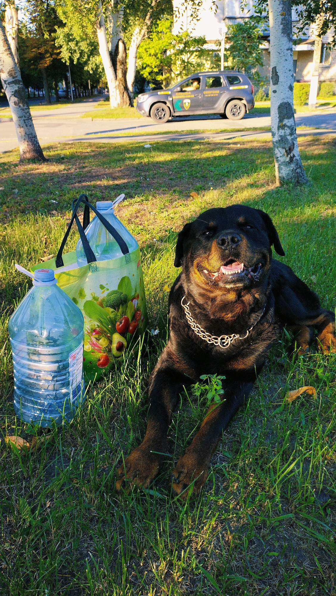 A Rottweiler dog with a metal chain collar lies on a grassy area in the city of Horishni Plavni, Ukraine. Next to the dog are two large plastic water bottles and a reusable shopping bag filled with produce, including avocados and cherries. In the background, a gray car with official markings drives on a paved road. The scene is illuminated by warm, late afternoon sunlight, casting long shadows across the grass. Trees line the road, and a building is visible in the distance.