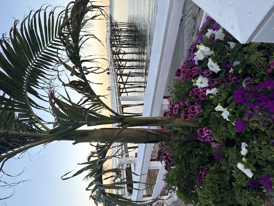 This image captures a coastal scene at dusk, specifically depicting the Malibu Pier in Malibu, United States of America. In the foreground, a dense floral planter holds a small palm tree with two main stems and green fronds, some showing dried tips. The planter is filled with green foliage and various flowering plants, predominantly petunias and geraniums, exhibiting colors of vibrant purple, white, and dark magenta with distinct white edges. A white painted wooden railing extends horizontally across the lower and mid-left portions of the frame.
The midground reveals the Pacific Ocean's calm surface, reflecting the vertical wooden pilings supporting the Malibu Pier. The pier itself is a multi-section wooden structure extending into the water, featuring a continuous white railing along its accessible length. Several indistinct human figures, estimated between four and five, are visible walking along the pier in the mid-distance. The background displays a clear sky with a sunset gradient, transitioning from a light blue overhead to soft orange and pink hues along the horizon where it meets the ocean. No specific actions or interactions beyond walking are discernible among the distant figures.