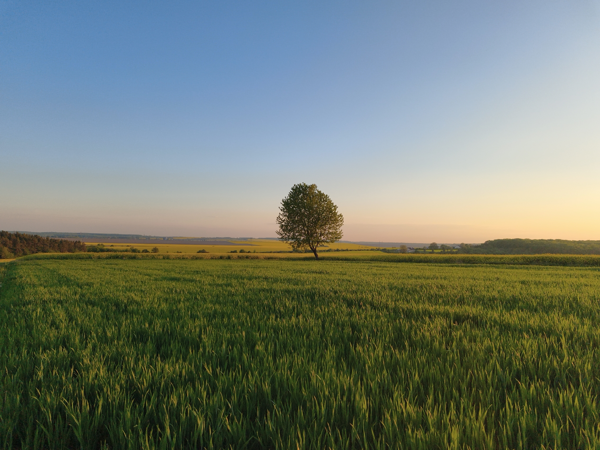 The image depicts a vast field of lush green grass under a clear, light blue sky transitioning to a soft yellow-orange horizon. A single tree stands prominently in the middle distance. In the background, there are patches of yellow fields, potentially canola or another flowering crop, and a line of trees or forest along the horizon. Based on the location in Kopychyntsi, Ukraine, it's likely this is agricultural land in the Ternopil Oblast region, known for its fertile black soil and agriculture.