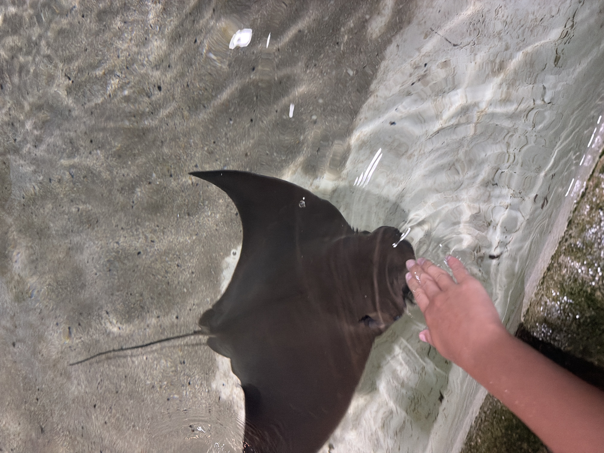 In Riverhead, USA, a stingray is partially submerged in shallow, clear water, its dark body and tail visible. A human hand, extending from the lower left, is reaching towards the stingray, appearing to make contact with its head. The water's surface is disturbed by ripples, and the sandy bottom is visible beneath. The environment appears to be an aquatic exhibit or a shallow natural body of water.