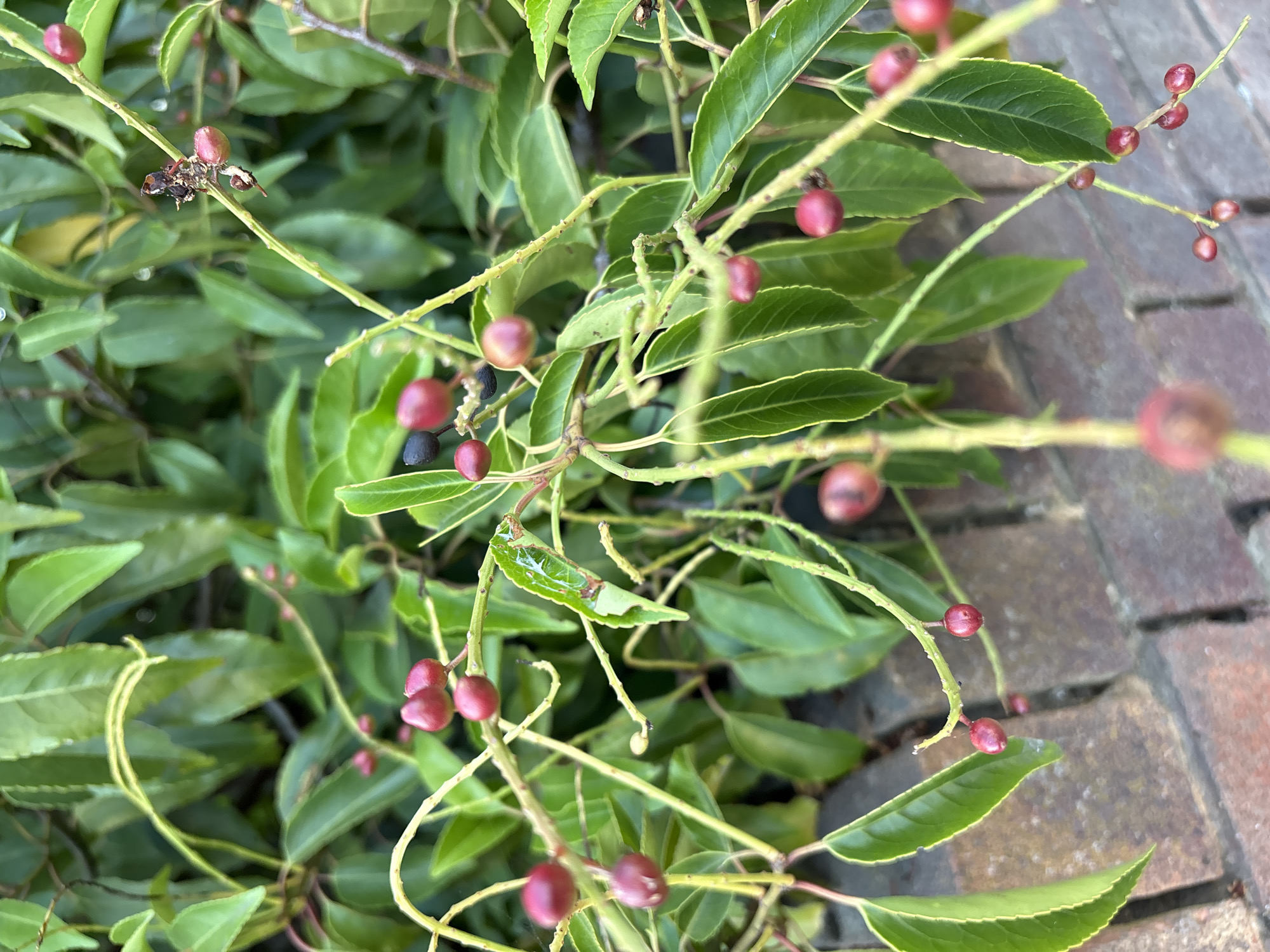 The image shows a close-up of a plant with green leaves and small, round, red and dark berries. Some of the berries are clustered on thin stems, while others appear individually. The plant is in front of a brick wall, which is visible in the lower portion of the image. The lighting suggests it is daytime, and the focus is on the plant's foliage and fruit. The background is filled with more of the plant's leaves, creating a natural, verdant setting. The image does not contain any people or specific landmarks that would indicate a precise location within Chelmsford, United Kingdom.