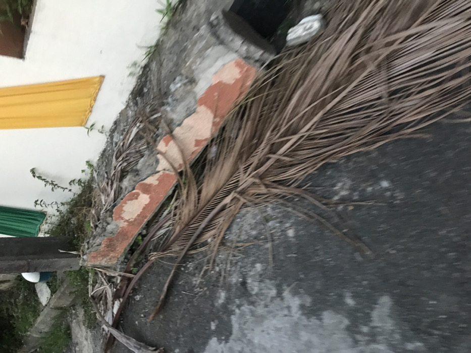 A close-up shows the edge of a building where a yellow and green cloth hangs. A concrete wall runs along the ground, with red brick pieces. A large, dry palm frond lies on the gray pavement, adding a natural element to the urban scene. Small plants sprout along the base of the wall. A white object, partially visible, adds a contrasting element. The overall impression is a mix of built structures, natural elements, and decay.