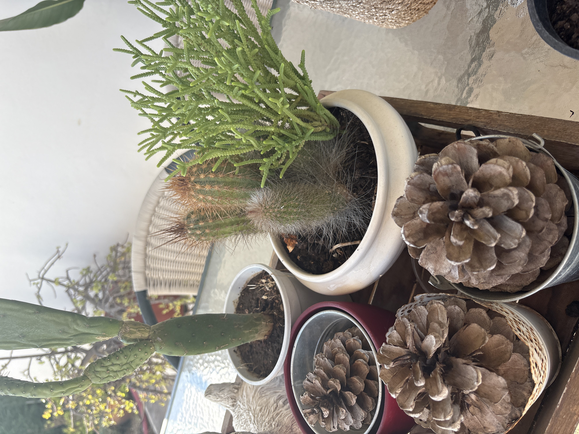 The image shows a collection of potted plants and pinecones arranged on a glass table, likely outdoors. The plants include a green, branching succulent resembling a 'dog tail' cactus, another cactus with reddish-brown spines, and a third with long, white hairs. These three are grouped in a single, white ceramic pot. Separately, a small white pot contains what appears to be a prickly pear cactus. Two decorative containers, a red one and a metal bucket-type, each hold a large pinecone. The scene is set against a backdrop that includes an outdoor wicker chair and partial views of greenery. Based on the location given, Urbanización Encinares De Alcolea, Spain, the setting is likely a residential outdoor space like a patio or garden area.