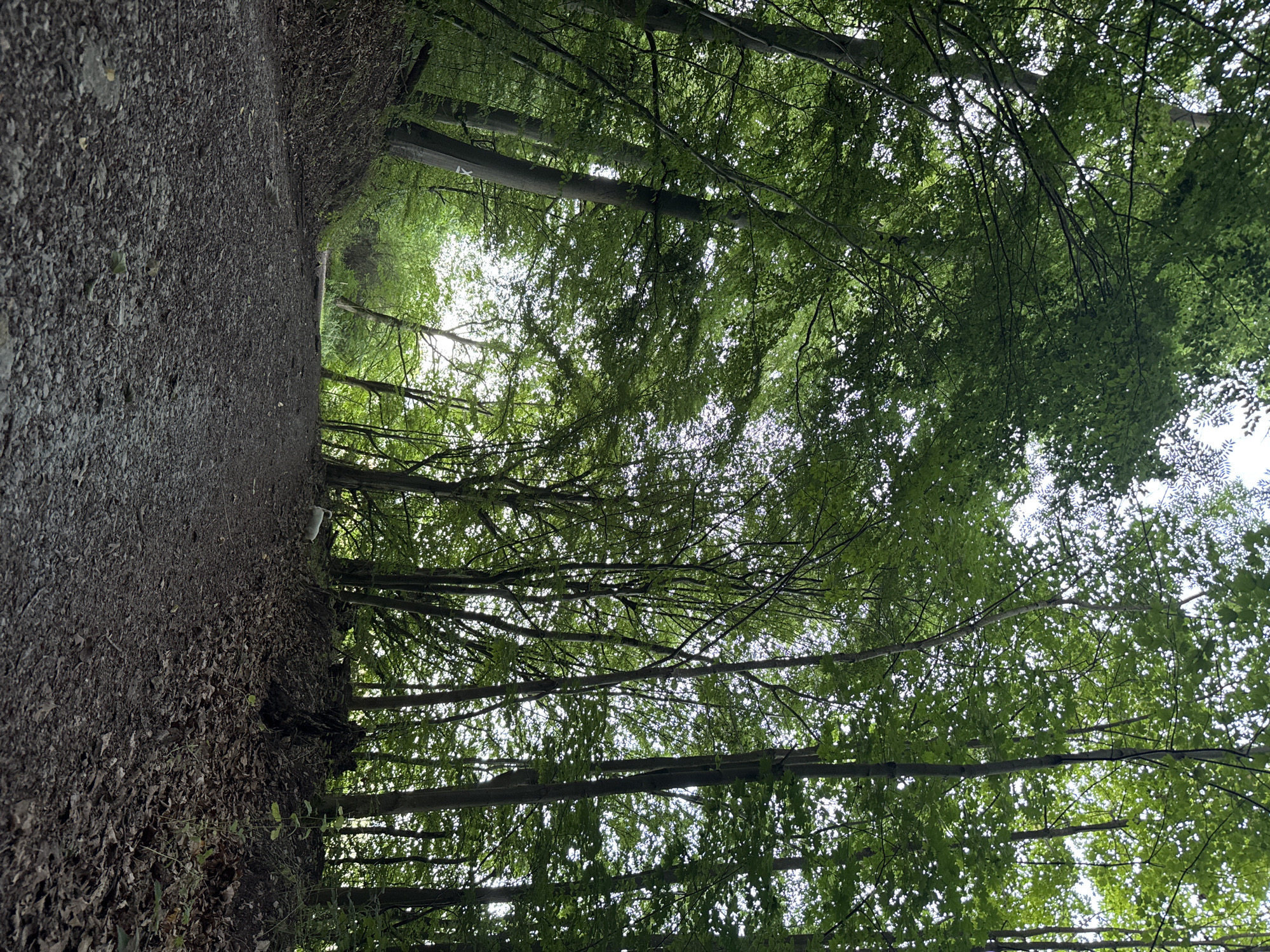 The image depicts a gravel path winding through a dense forest with tall trees. The canopy is thick with green leaves, allowing only dappled light to filter through. The path appears to ascend slightly into the distance, where the trees thin out, revealing a brighter sky. The ground is covered in small stones and some fallen leaves. On the left side of the path, a steep embankment is visible, also covered in foliage and earth. On the right side, more trees and undergrowth are present, with a scattering of dry leaves on the ground. A white object, potentially a small dog, is visible in the mid-ground on the left side of the path, facing away from the camera. The overall impression is one of a secluded and natural forest setting.
