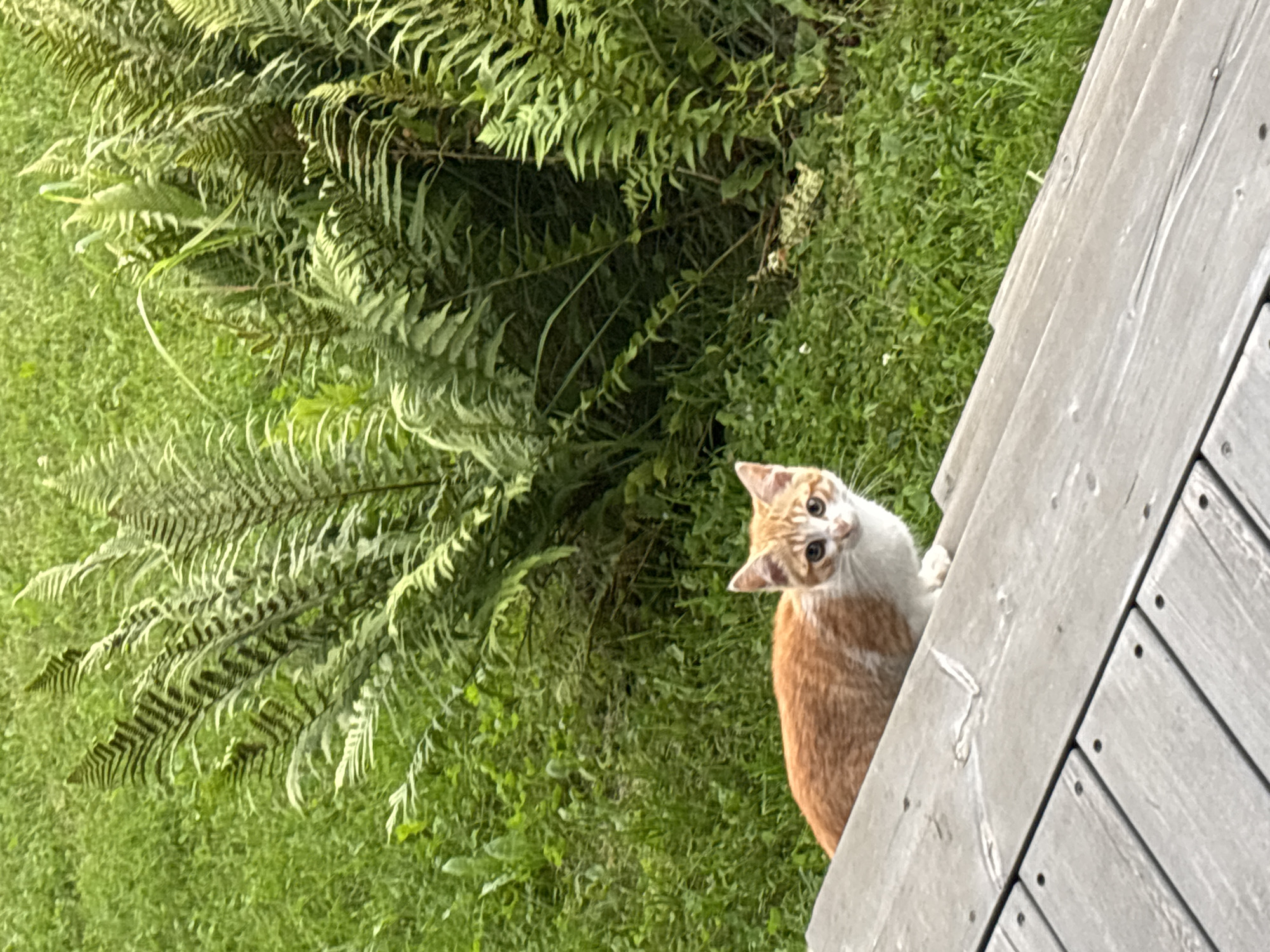 An orange and white cat is on a wooden deck with a background of lush green grass and ferns. The cat is looking directly at the camera with wide, attentive eyes. The wooden deck appears to be weathered and made of planks laid parallel to each other. The ferns are tall and dense, creating a natural backdrop. The scene suggests an outdoor setting, likely a backyard or garden, possibly in a suburban or rural area, and there is no indication of Zvenigorod, Russia.