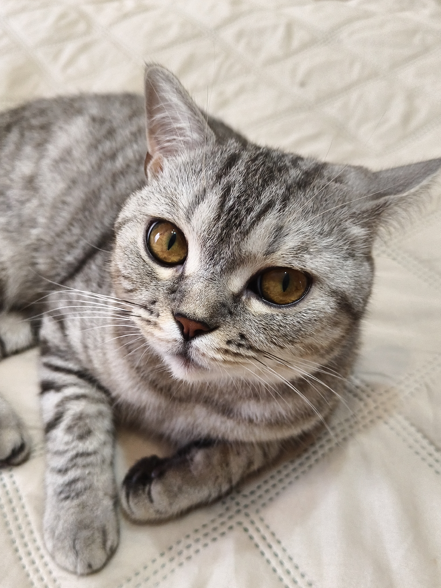 A close-up, eye-level shot shows a tabby cat with striking amber eyes, looking directly at the camera. The cat has grey fur with distinct black tabby markings. Its ears are pointed and its whiskers are long and white. The cat is lying on a light-colored, textured surface, possibly a bed or blanket, which has a quilted pattern. The lighting is soft, suggesting it could be daytime indoors. The cat appears calm and comfortable in its surroundings. No people, text, or specific weather conditions are visible in the image.