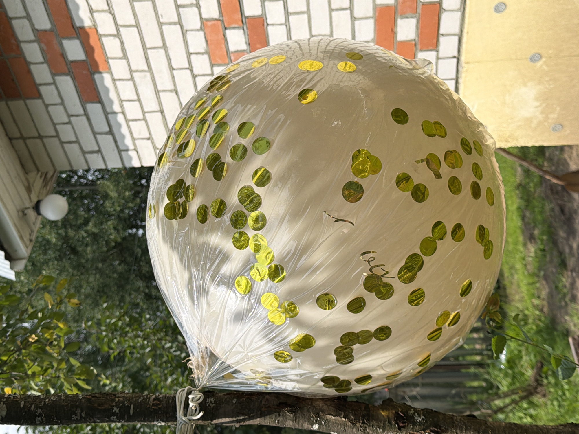 An outdoor, medium-angle shot captures a large, light-colored balloon with gold confetti, encased in clear plastic, tied to a tree trunk with white cord. The balloon is positioned in the foreground, on the left side of the frame. In the background, a brick wall with alternating white and orange bricks is visible, along with some greenery and a wooden fence. The overall impression is that of a festive decoration situated in a residential or garden area. It is not possible to determine the specific location in the city of Pokrov, Russia.