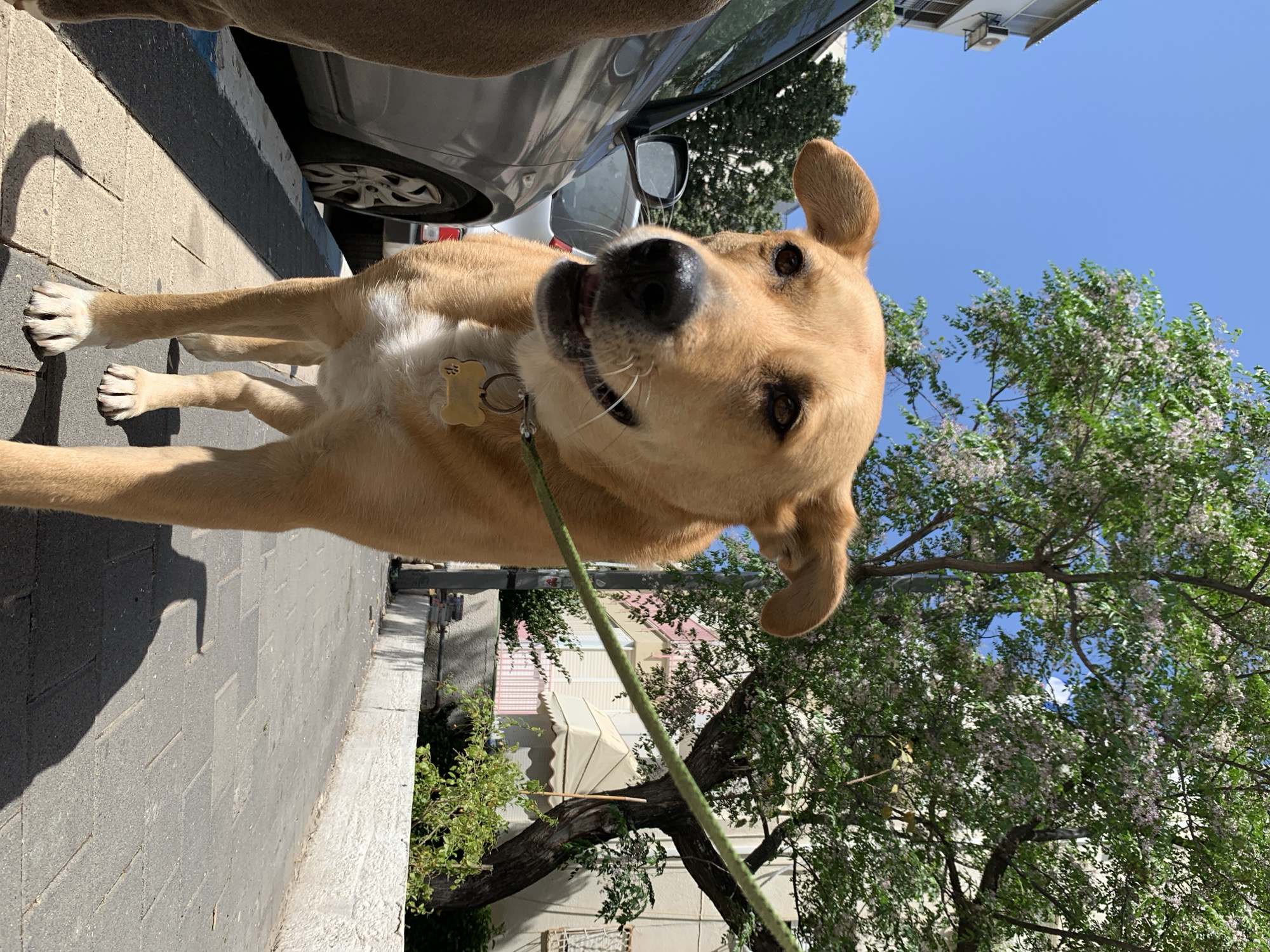 A light brown dog, possibly a Labrador mix, is the central subject of this outdoor, eye-level shot taken on a sunny day in Tel-Aviv, Israel. The dog stands on a paved sidewalk, looking directly up at the camera with an attentive and slightly open-mouthed expression, suggesting curiosity or excitement. It wears a collar with a yellowish, bone-shaped identification tag and is attached to a green leash that drapes towards the lower right.
The setting appears to be a residential or commercial street. To the dog's left, a silver car is parked alongside a dark grey curb that separates the sidewalk from the street. The bright sunlight casts distinct shadows on the light grey rectangular pavers of the sidewalk, including a large, indistinct shadow in the upper left corner, possibly from the person holding the camera or another dog.
To the dog's right, a clear blue sky serves as a backdrop for lush green trees adorned with small, light-colored blossoms, indicating springtime. A portion of a building structure is visible above the trees and car in the upper background. The dog's short fur, wet nose, and slightly folded ear add to its lively appearance. No discernible text is legible on the dog's tag or other elements in the image.