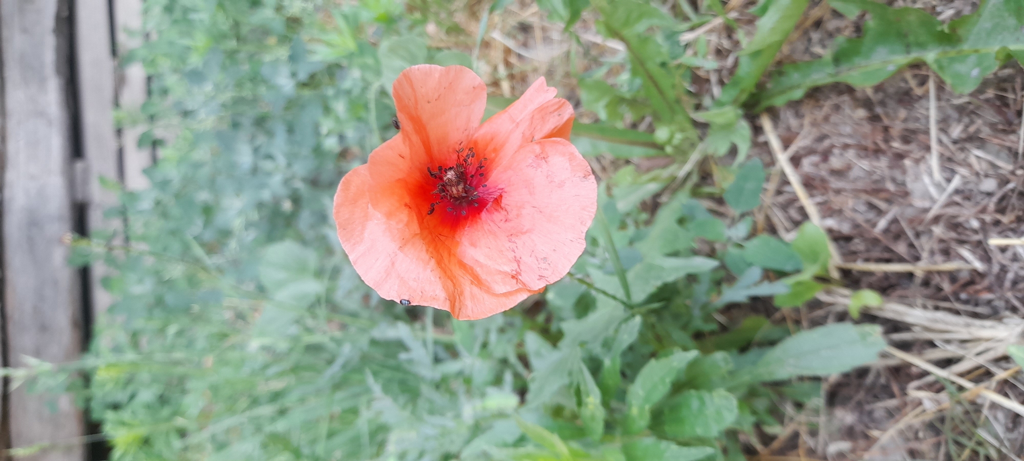 A close-up shot focuses on a single, delicate poppy flower in a shallow depth of field. The poppy has vibrant orange-pink petals with a darker red center, where the stamen and pistil are visible, adorned with tiny black specks that may be insects. A small, dark insect with a metallic sheen is perched on one of the outer petals to the left, and another similarly dark insect is near the center of the flower. The background is a blur of green foliage and dry, brown ground cover, suggesting an outdoor natural setting. The top of the image shows a hint of a wooden structure, possibly a fence or wall.